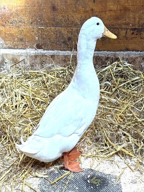 TIMMY, Adoptable, Young Male Duck.