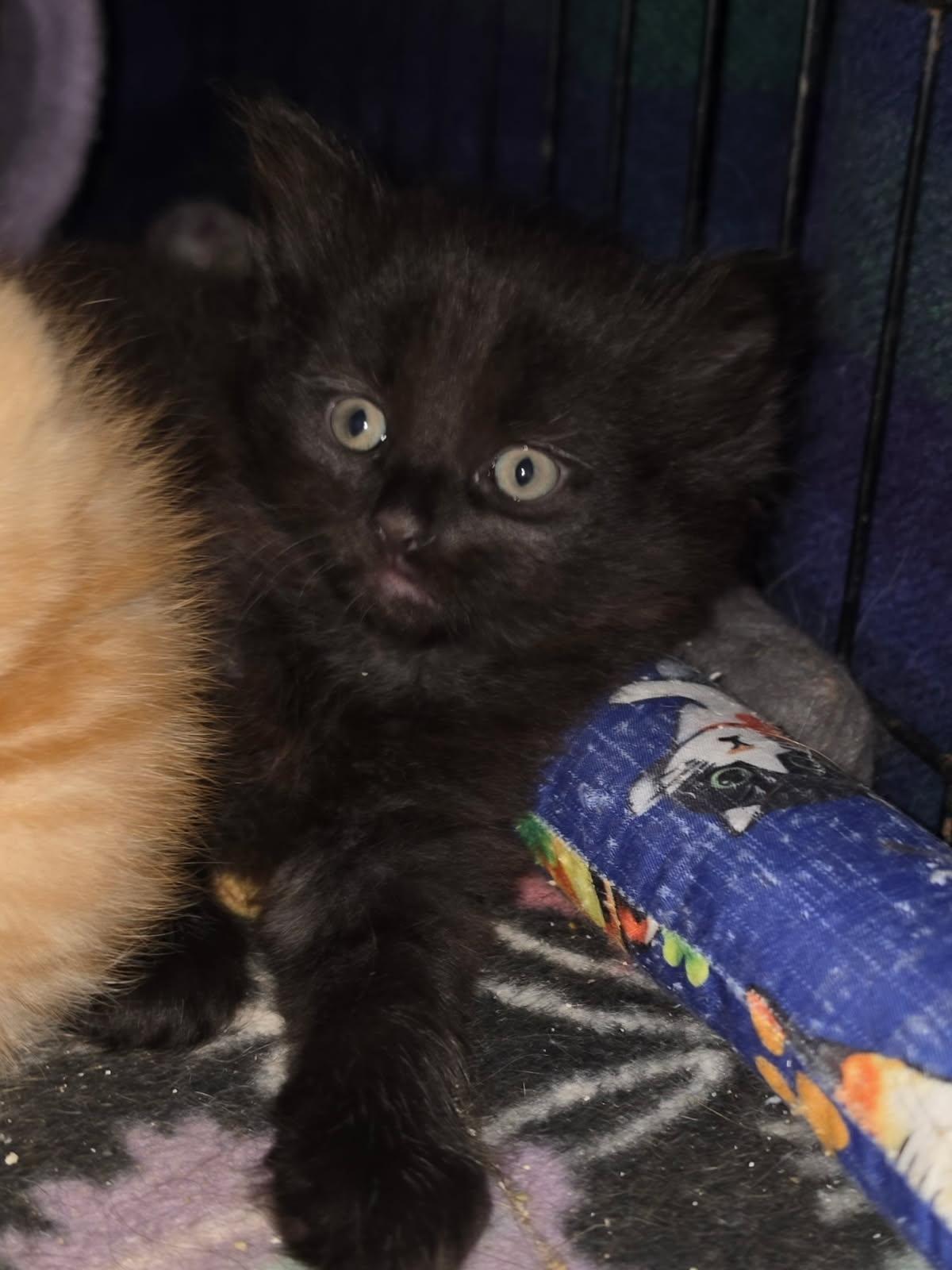 The Peanuts Gang, a Adoptable Domestic Short Hair in Delmont, PA image 4/6