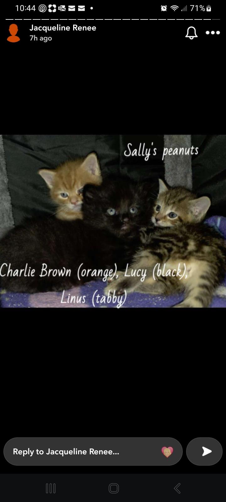 The Peanuts Gang, Adoptable, Kitten Female Domestic Short Hair.