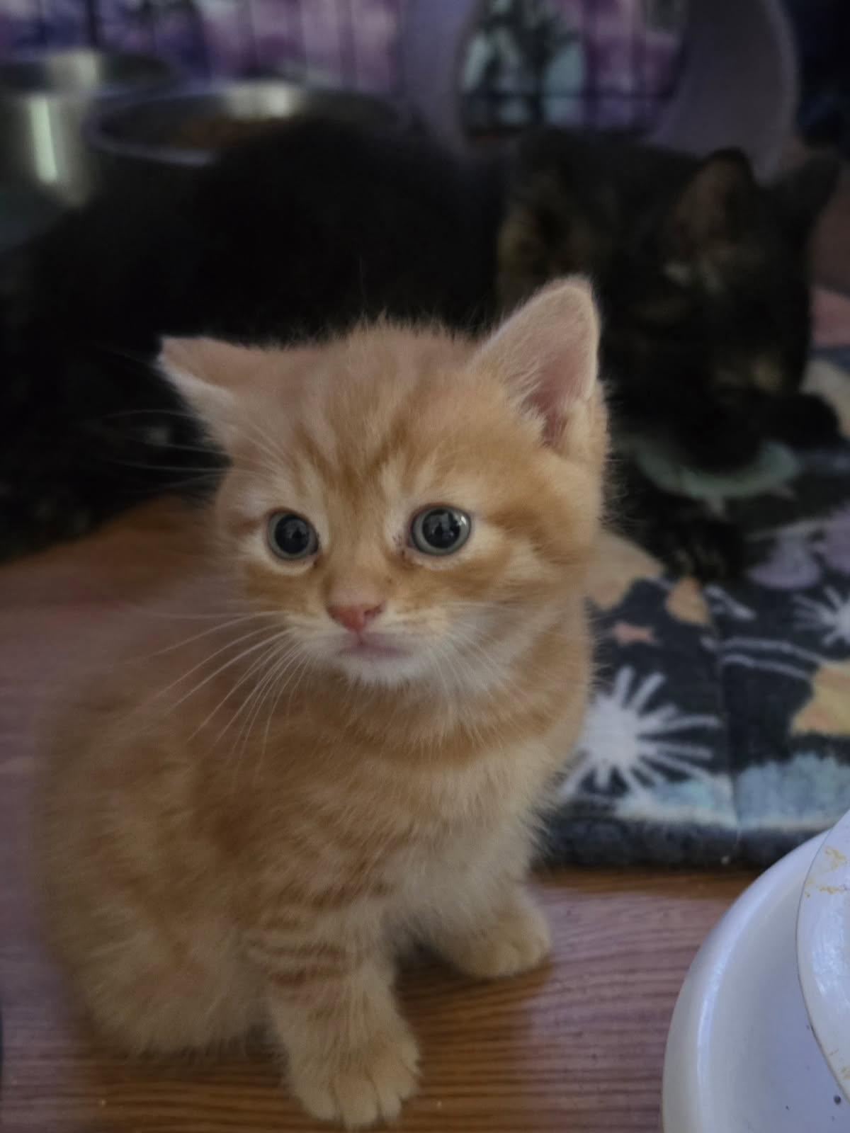 The Peanuts Gang, a Adoptable Domestic Short Hair in Delmont, PA image 2/6