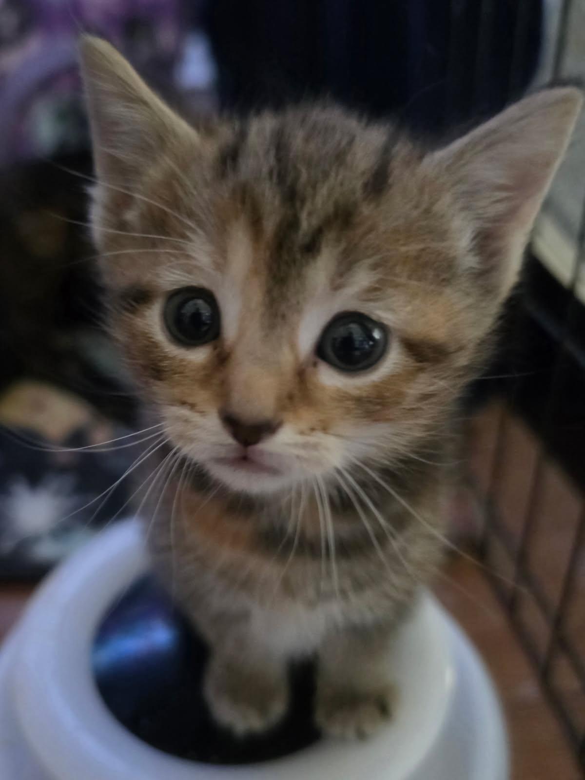 The Peanuts Gang, a Adoptable Domestic Short Hair in Delmont, PA image 3/6