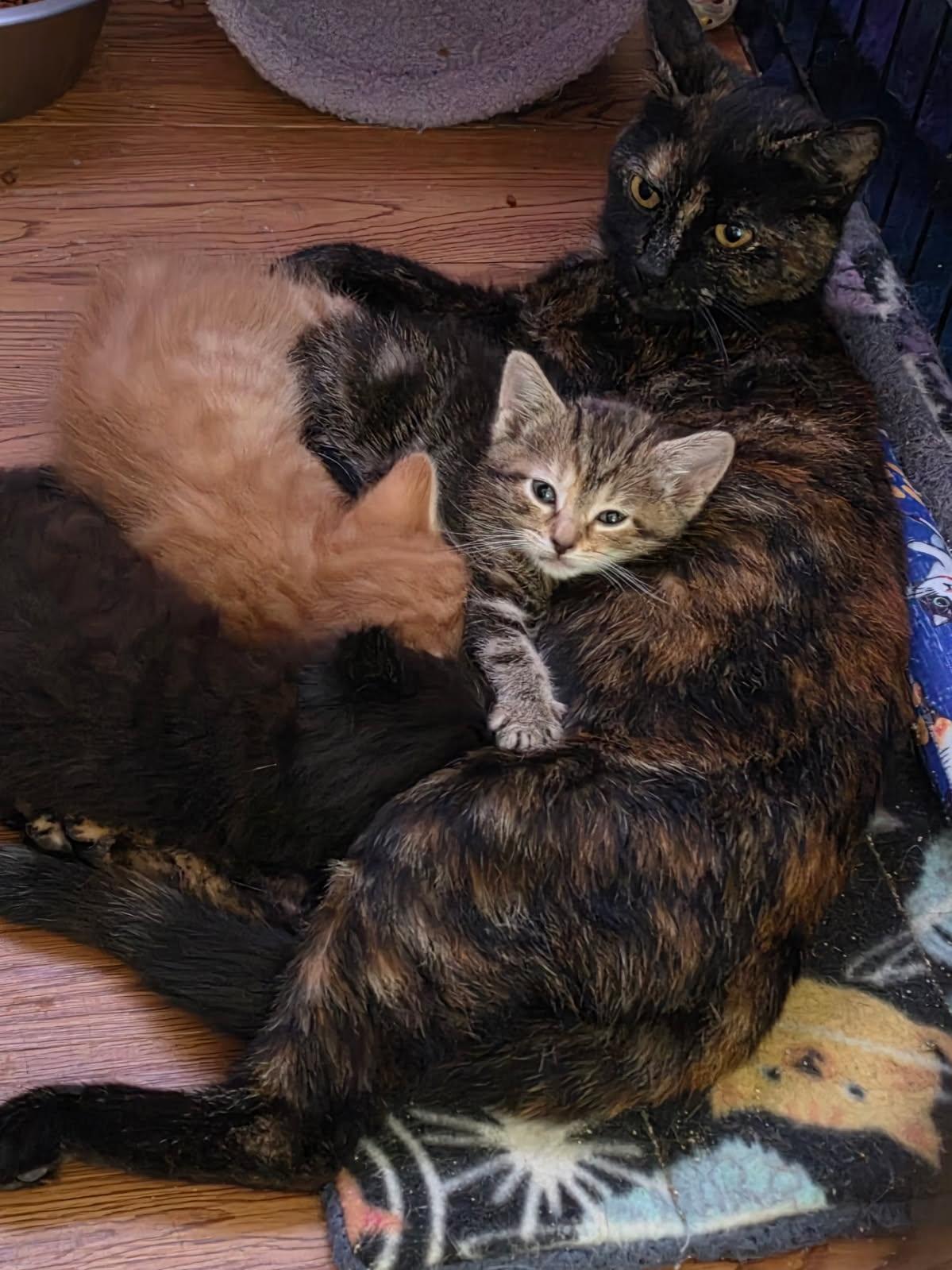 The Peanuts Gang, a Adoptable Domestic Short Hair in Delmont, PA image 5/6