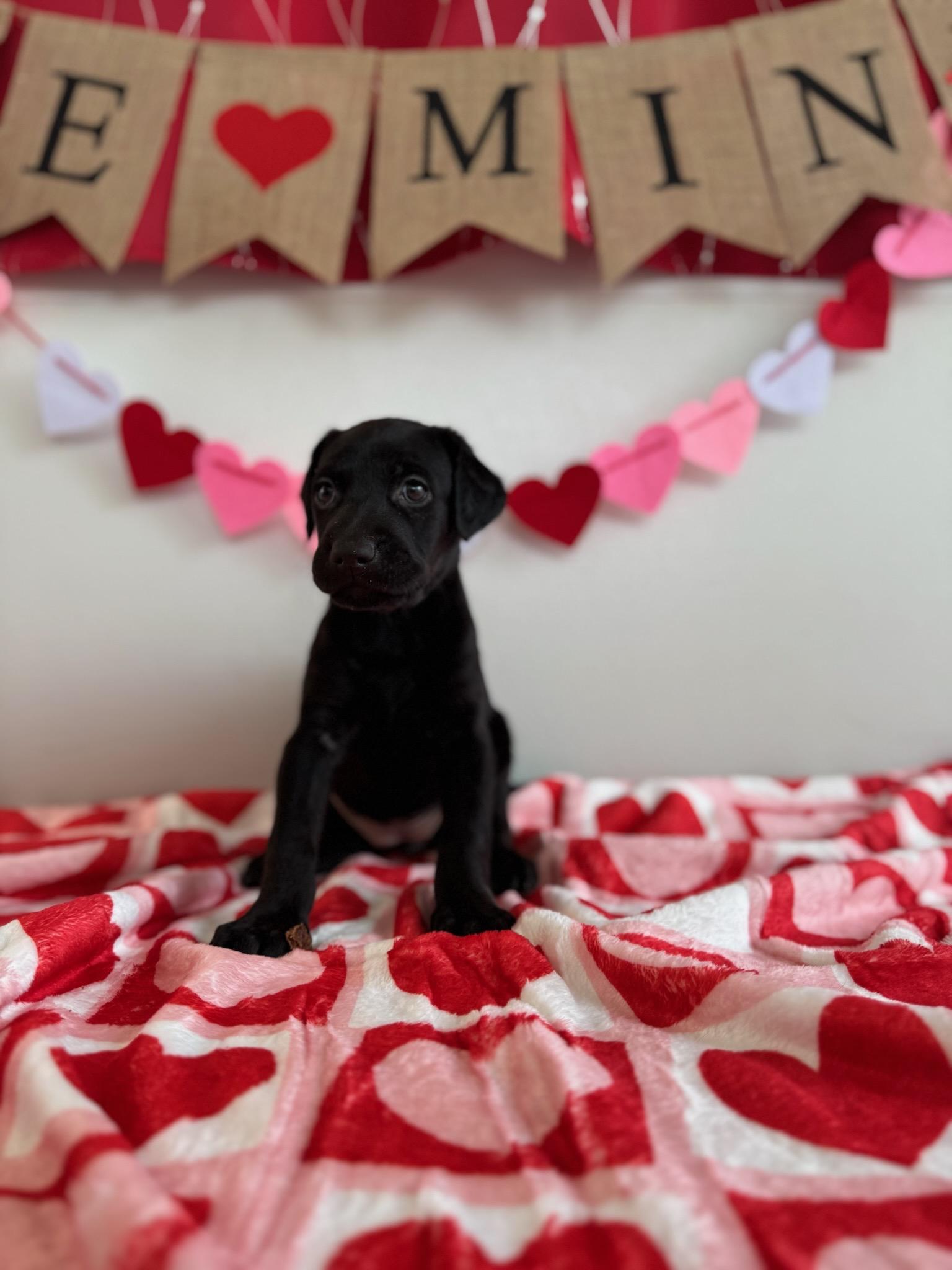 Fern, adoptable, Puppy Female Doberman Pinscher.