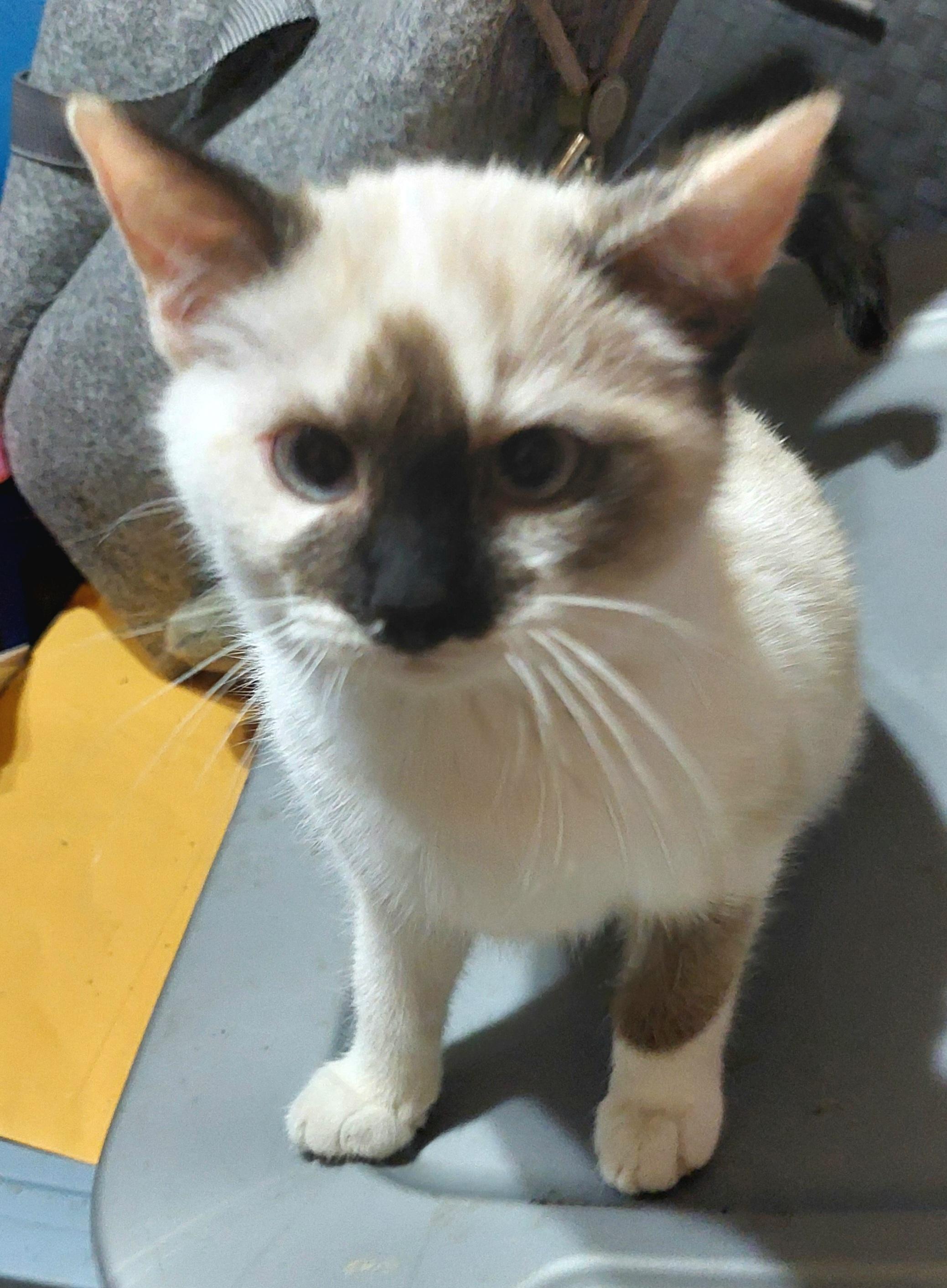 Enlarge Freya, an adopted mixed breed in Morganton, NC image 5/6