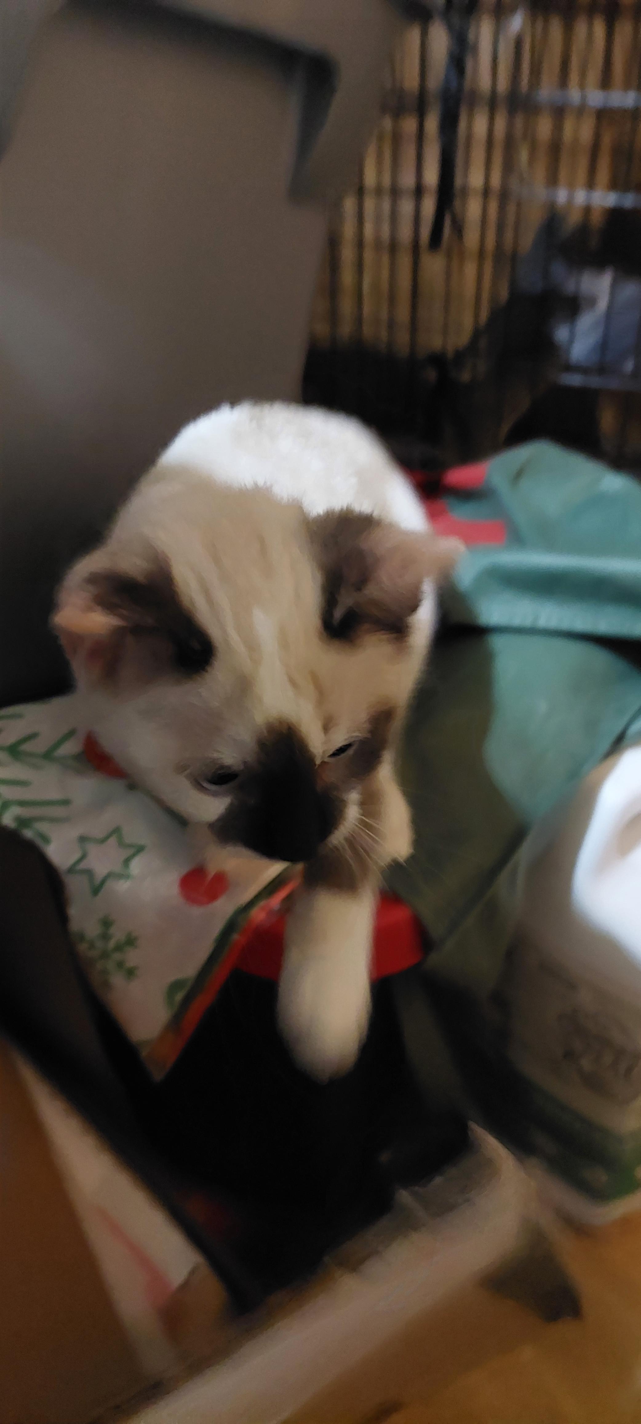 Enlarge Freya, an adopted mixed breed in Morganton, NC image 6/6