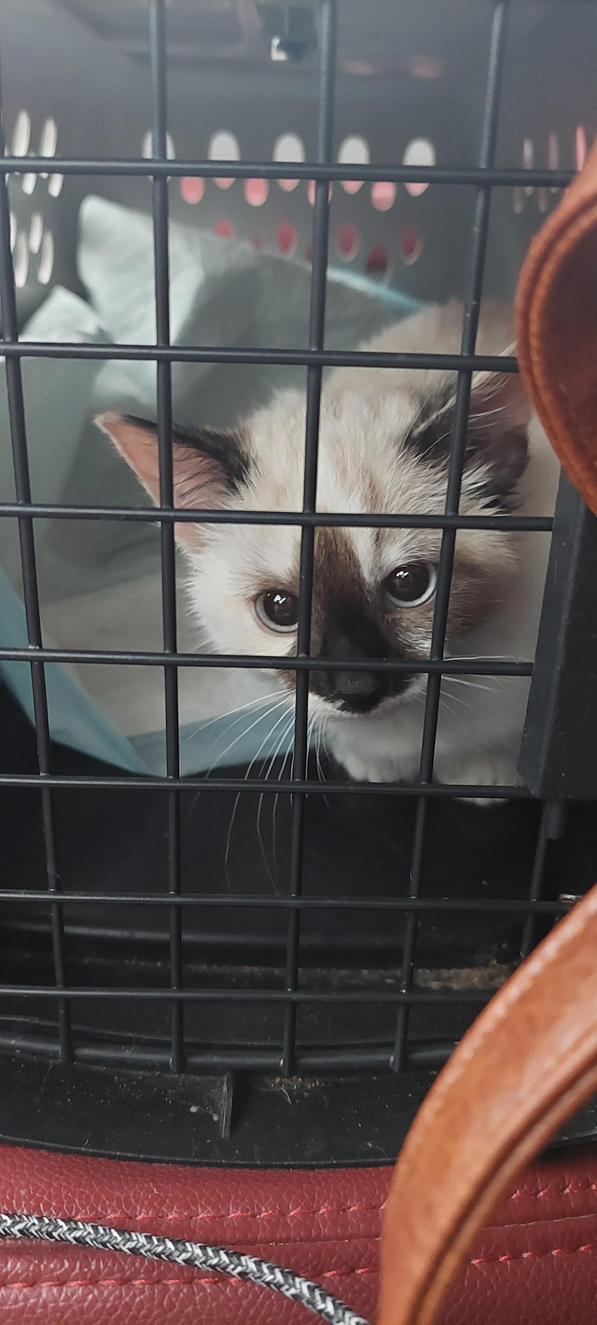 Enlarge Freya, an adopted mixed breed in Morganton, NC image 3/6