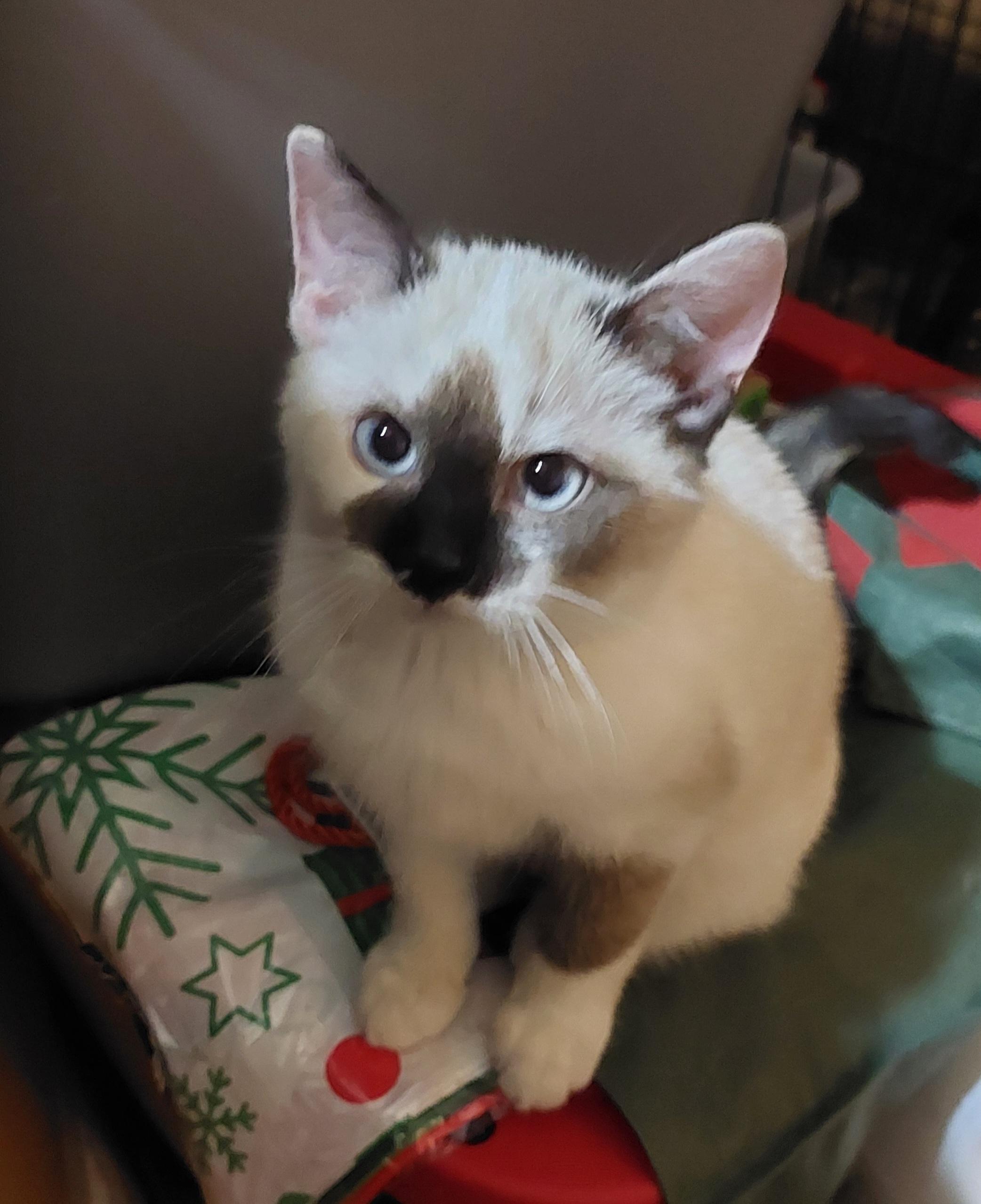 Freya, adopted, Kitten Female Ragdoll & Snowshoe.