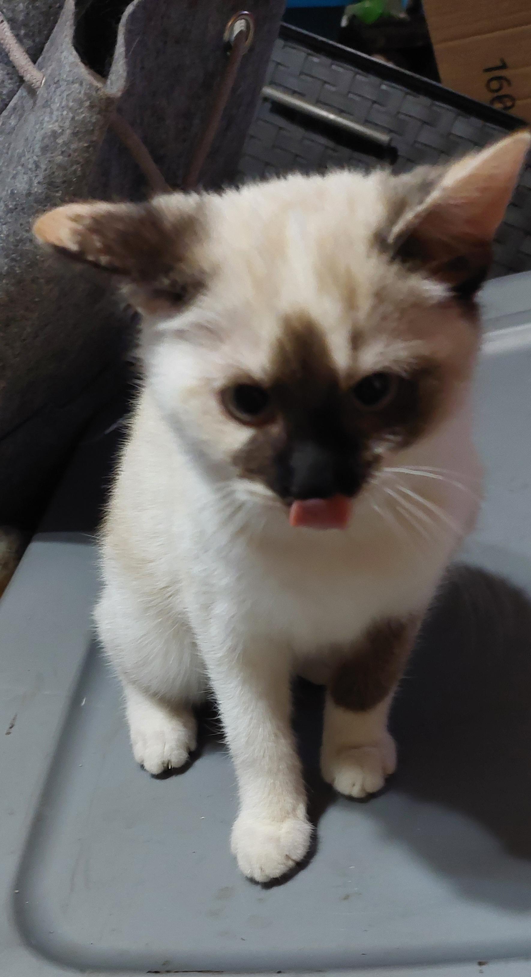 Enlarge Freya, an adopted mixed breed in Morganton, NC image 2/6