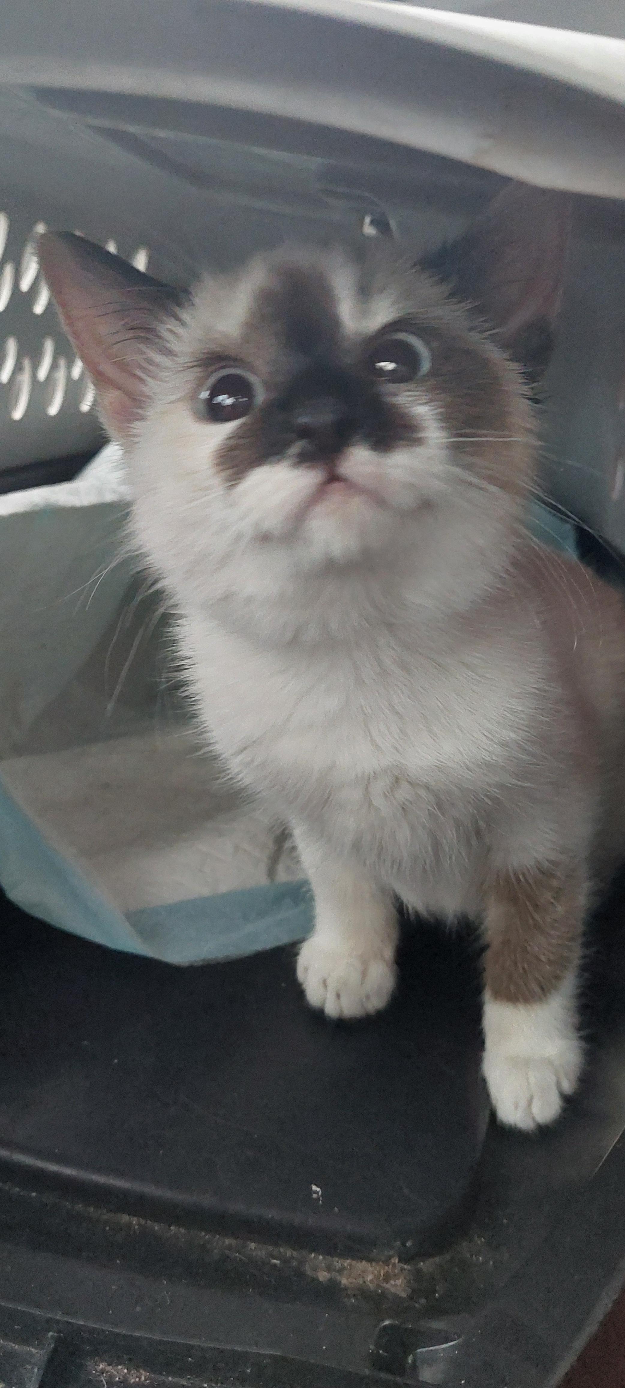 Enlarge Freya, an adopted mixed breed in Morganton, NC image 4/6