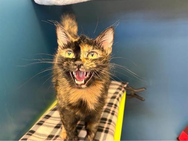 FEI, Adoptable, Adult Female Domestic Short Hair.