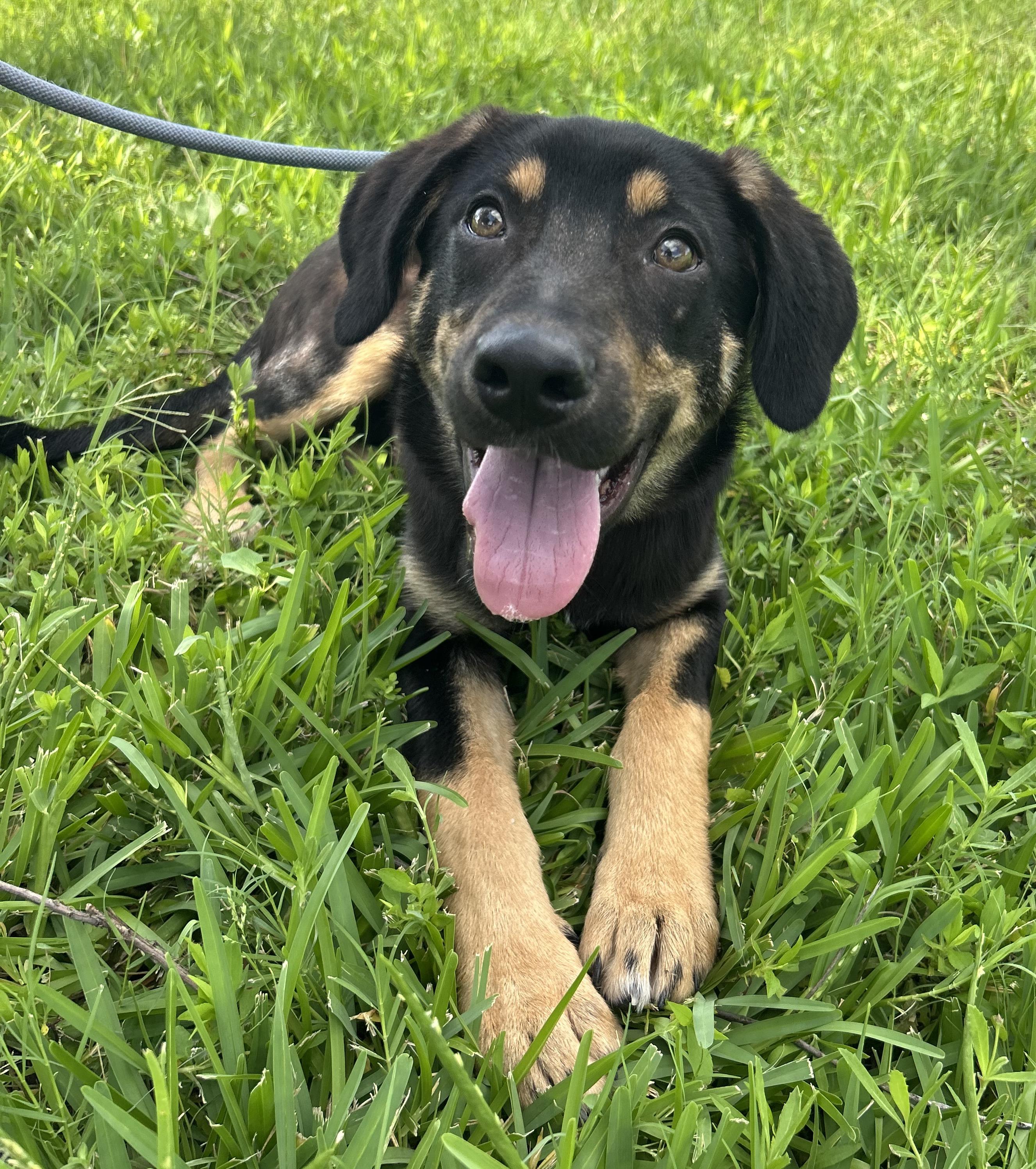 Hyacinth, adoptable, Puppy Female German Shepherd Dog & Australian Shepherd.