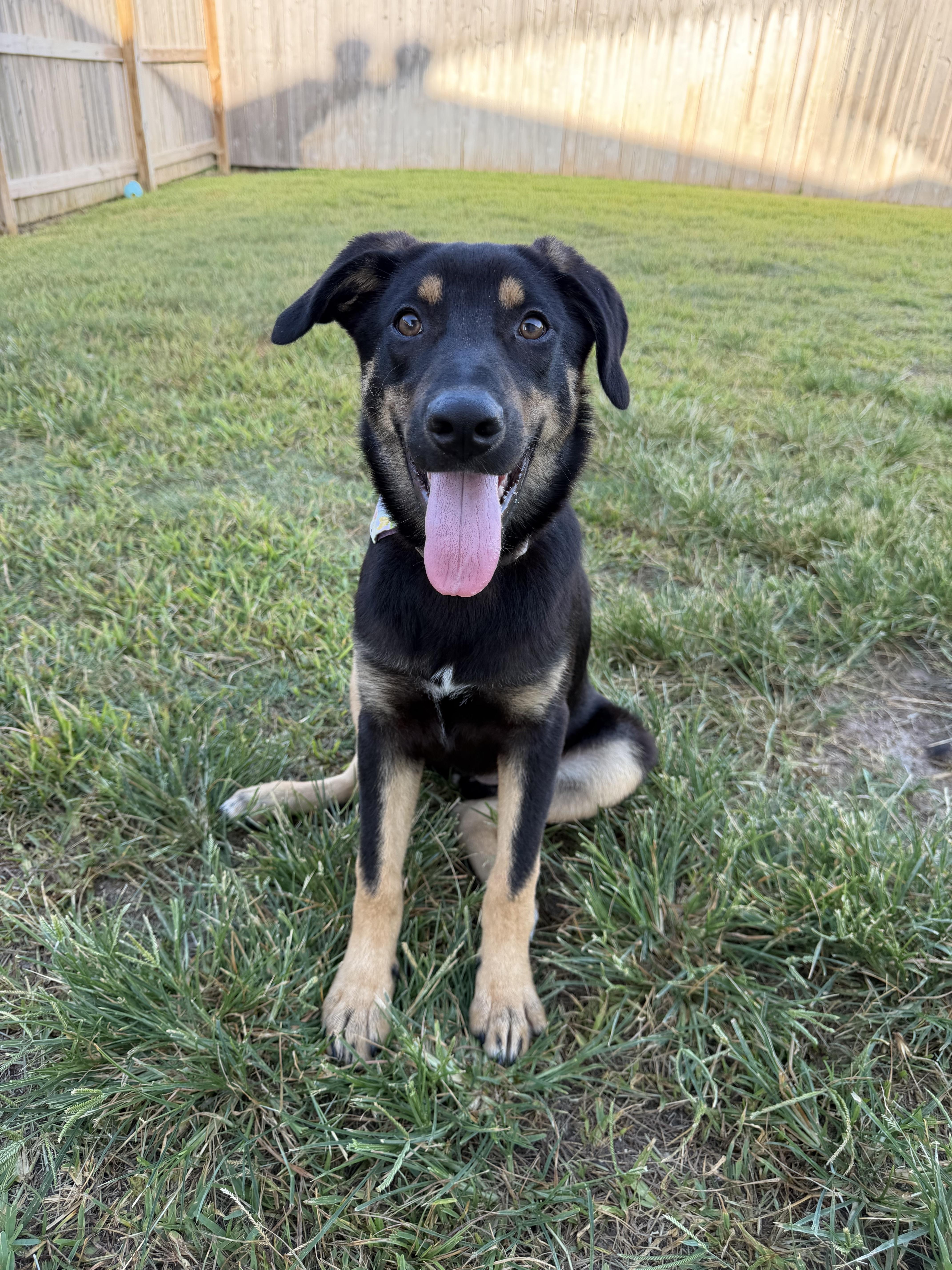 Hyacinth, adoptable, Puppy Female German Shepherd Dog & Australian Shepherd.