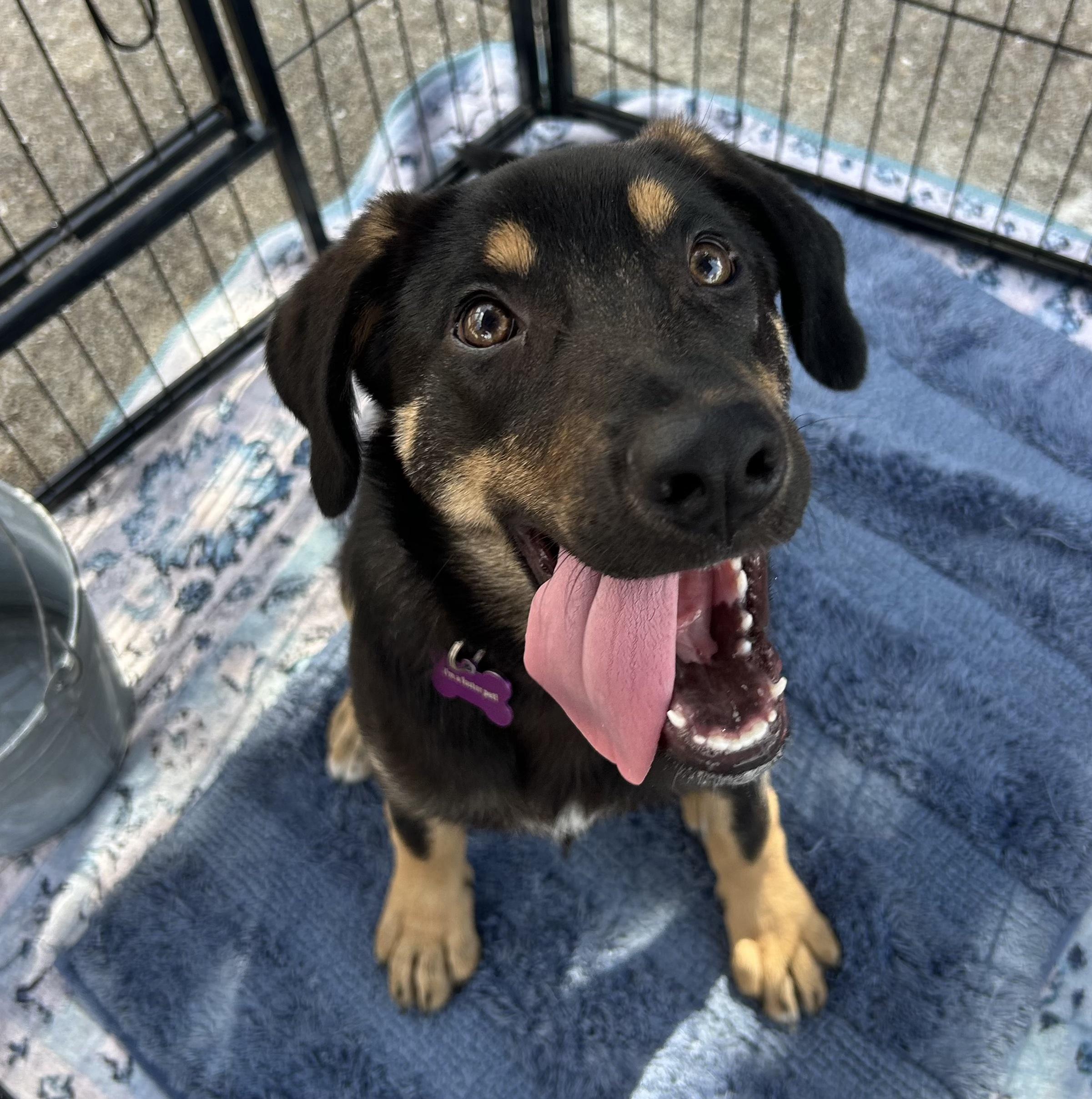Enlarge Hyacinth, an adoptable mixed breed in Bryan, TX image 2/3