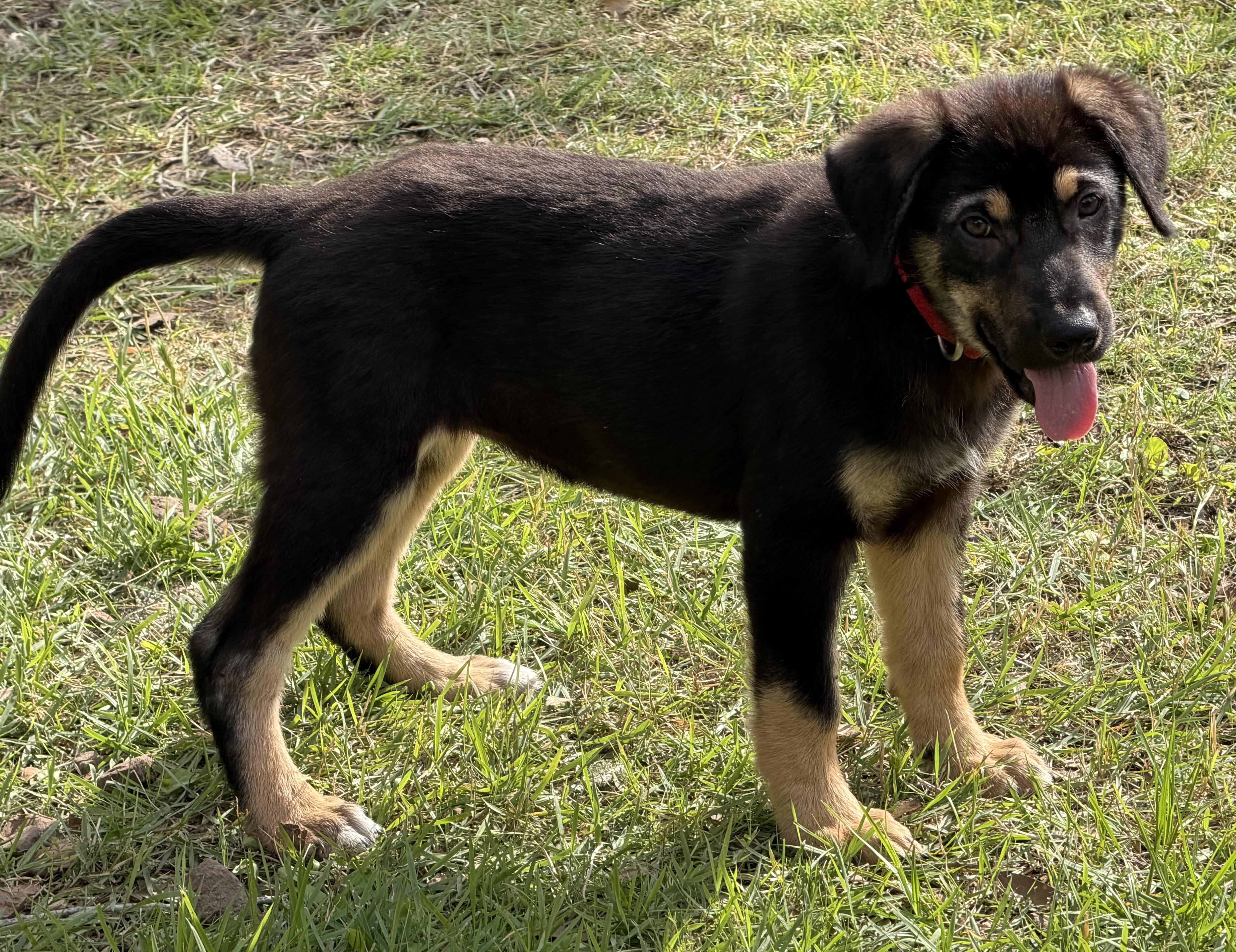 Hyacinth, an adoptable mixed breed in Bryan, TX image 2/2