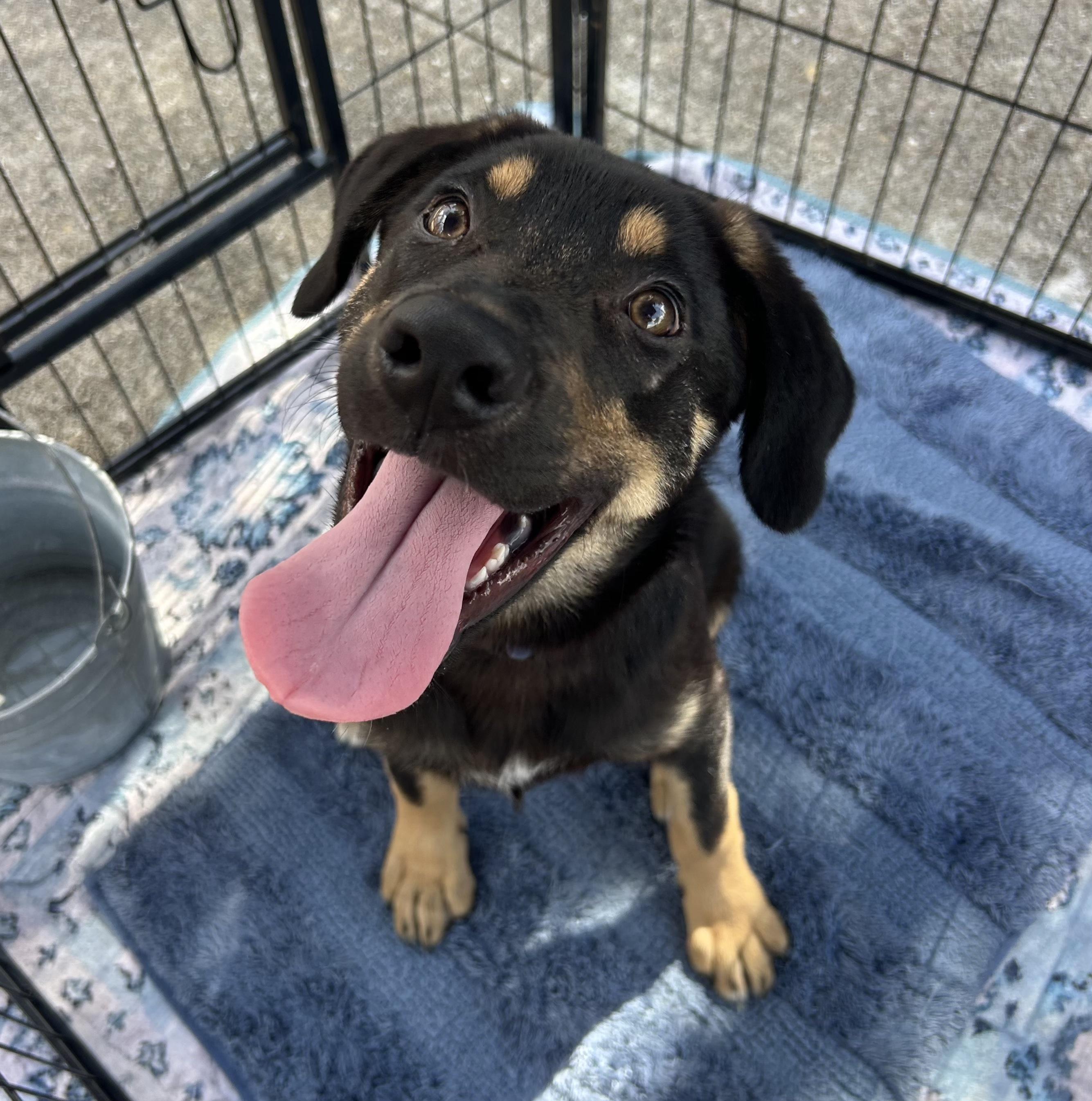 Enlarge Hyacinth, an adoptable mixed breed in Bryan, TX image 3/3