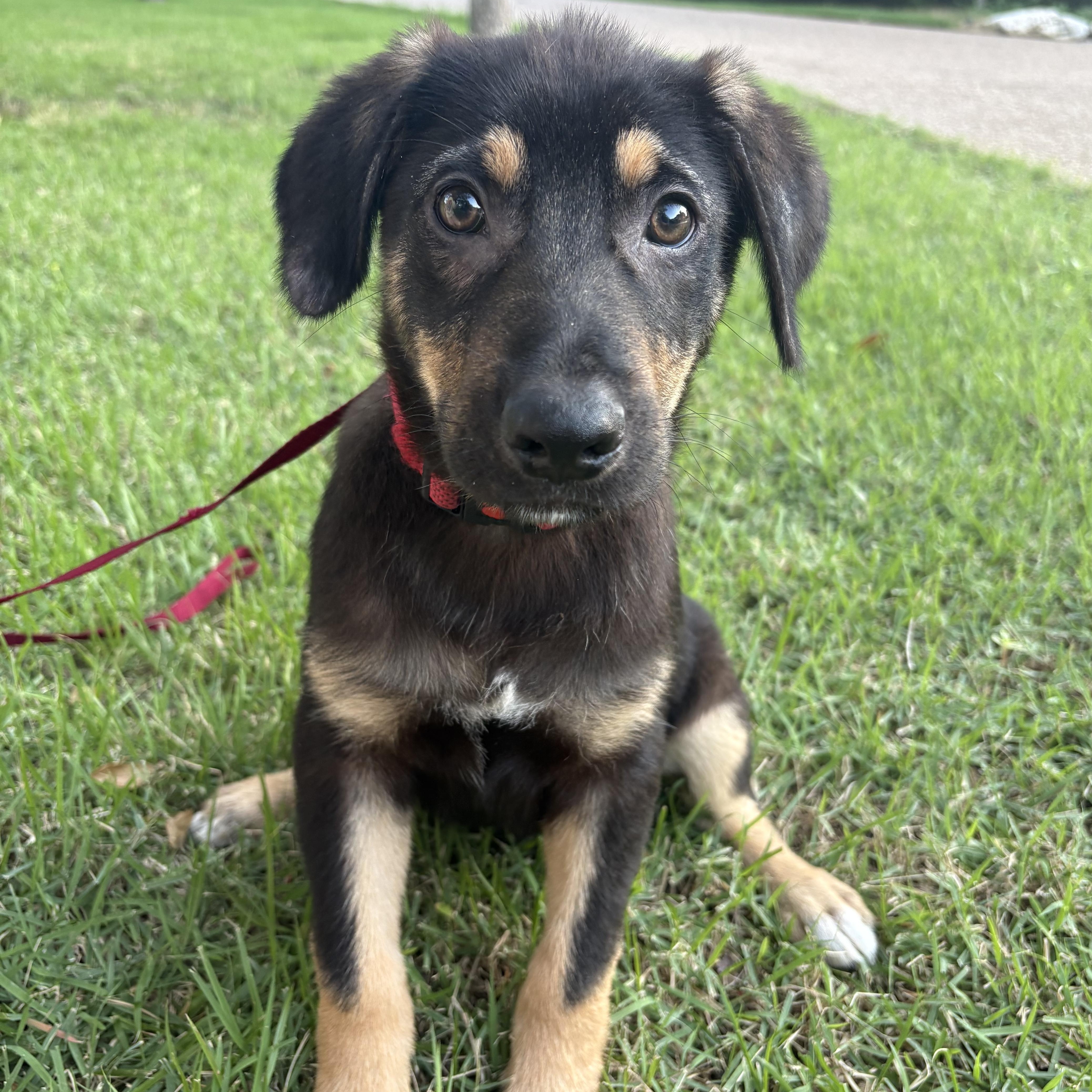Hyacinth, an adoptable mixed breed in Bryan, TX image 1/2