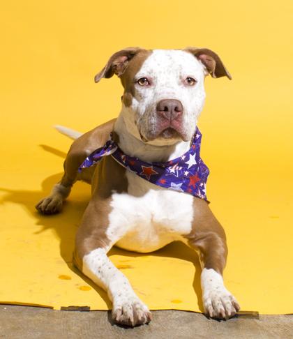 Darla, a Adoptable mixed breed in Santa Paula, CA image 2/3