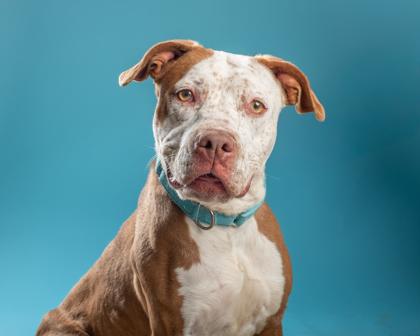 Darla, Adoptable, Adult Female German Shorthaired Pointer & Mixed Breed.