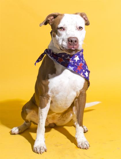Darla, a Adoptable mixed breed in Santa Paula, CA image 3/3