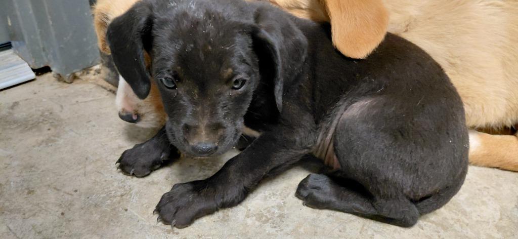 Pascal, Adoptable, Puppy Male Mixed Breed.