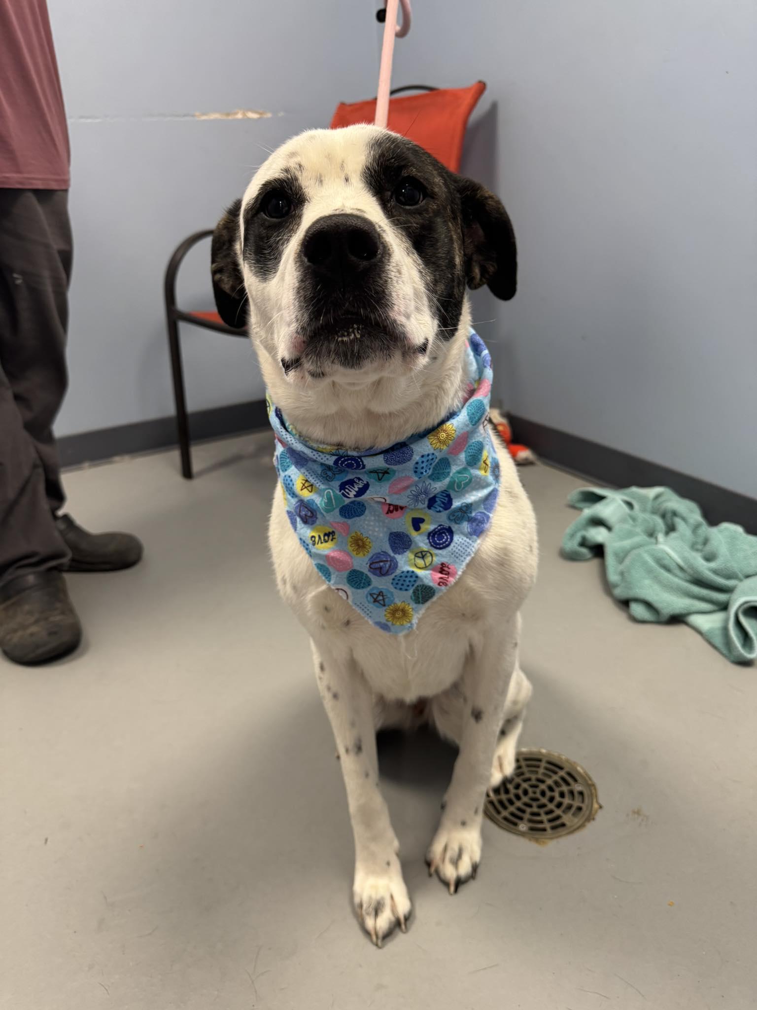 Chloe, ADOPTABLE, Young Female Great Pyrenees & Terrier.