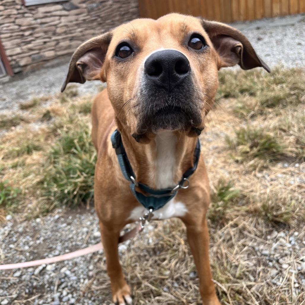 Enlarge Starlet, a Adoptable Mixed Breed in Fairport, NY image 1/3