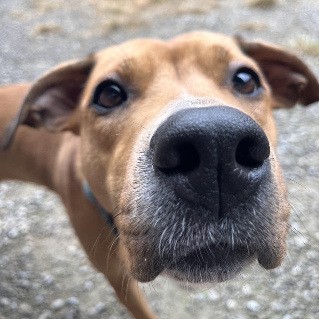 Enlarge Starlet, a Adoptable Mixed Breed in Fairport, NY image 2/3