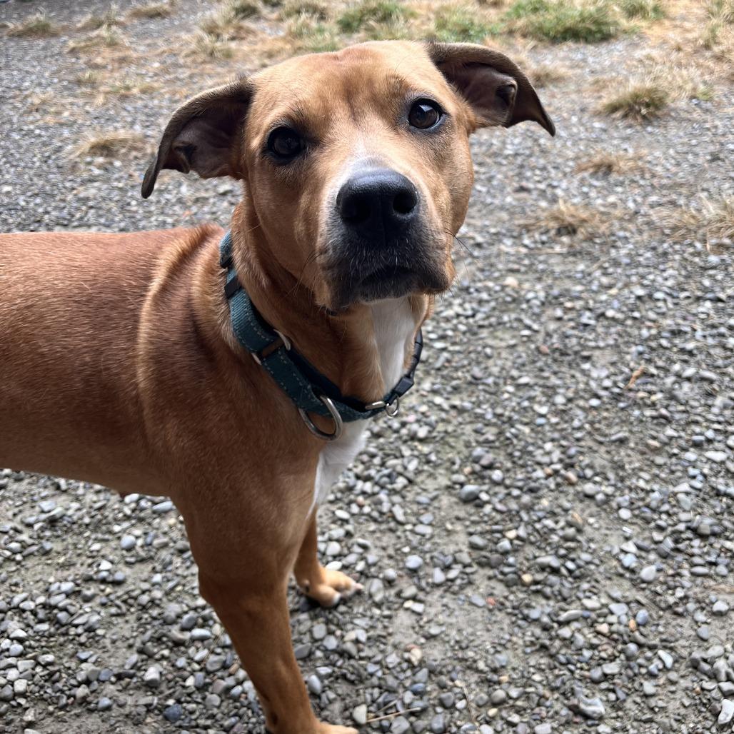 Enlarge Starlet, a Adoptable Mixed Breed in Fairport, NY image 3/3