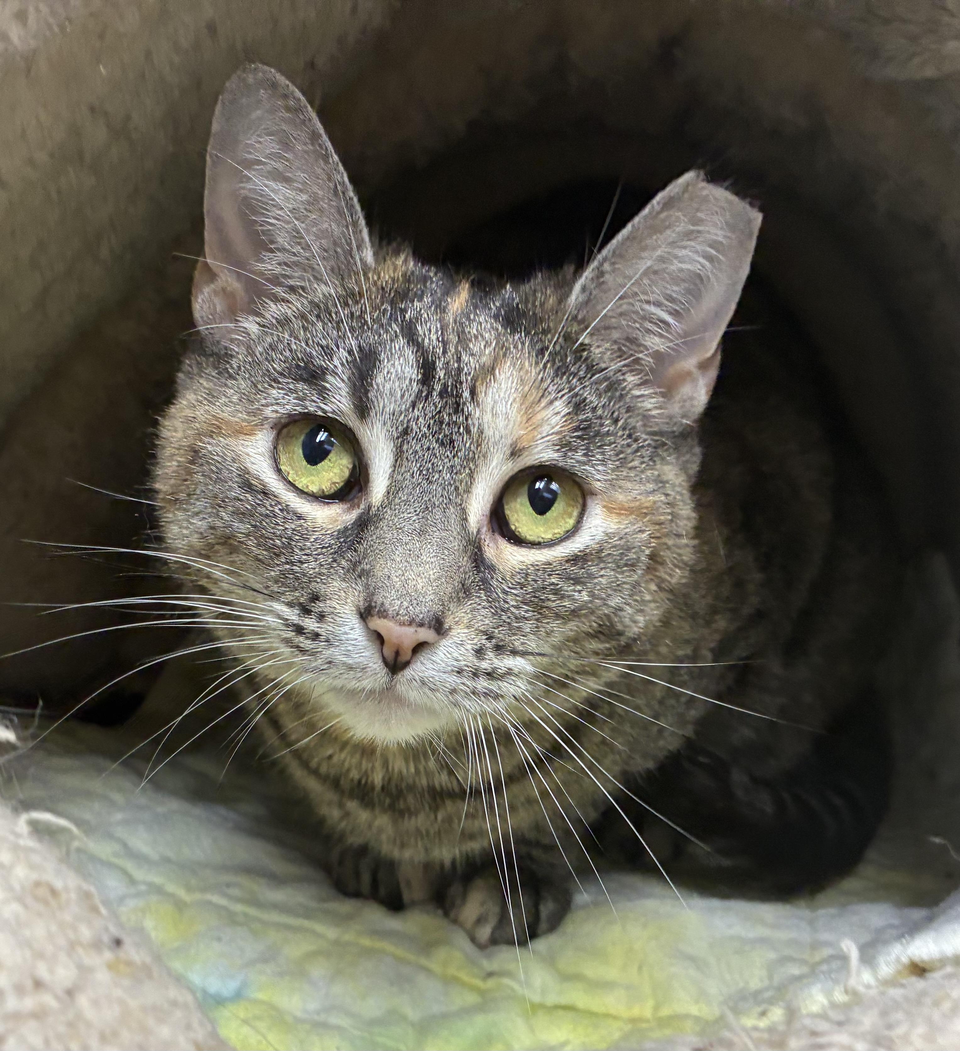 Dottie, a ADOPTABLE Domestic Short Hair in Breinigsville, PA image 1/2