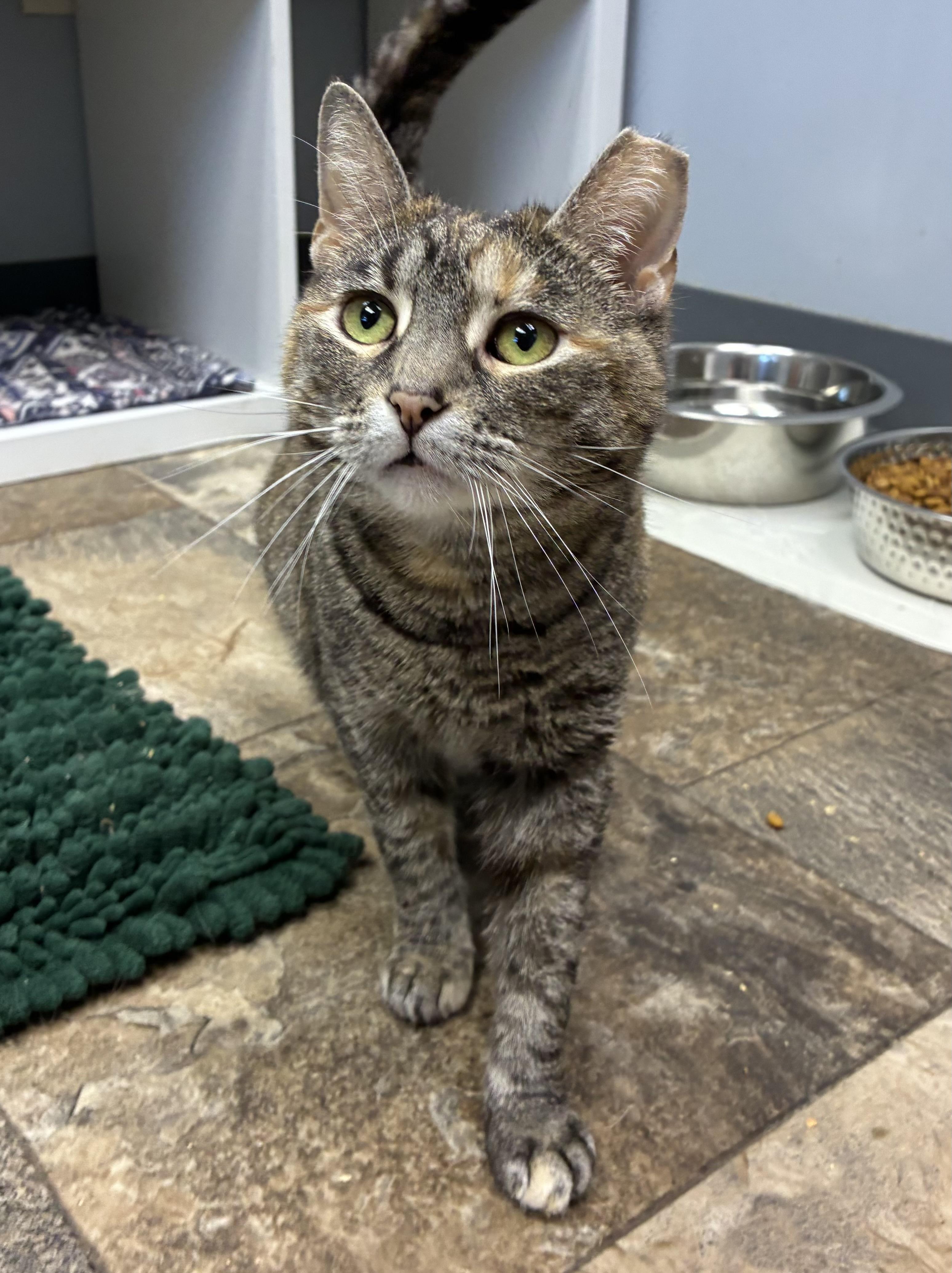Dottie, a ADOPTABLE Domestic Short Hair in Breinigsville, PA image 2/2