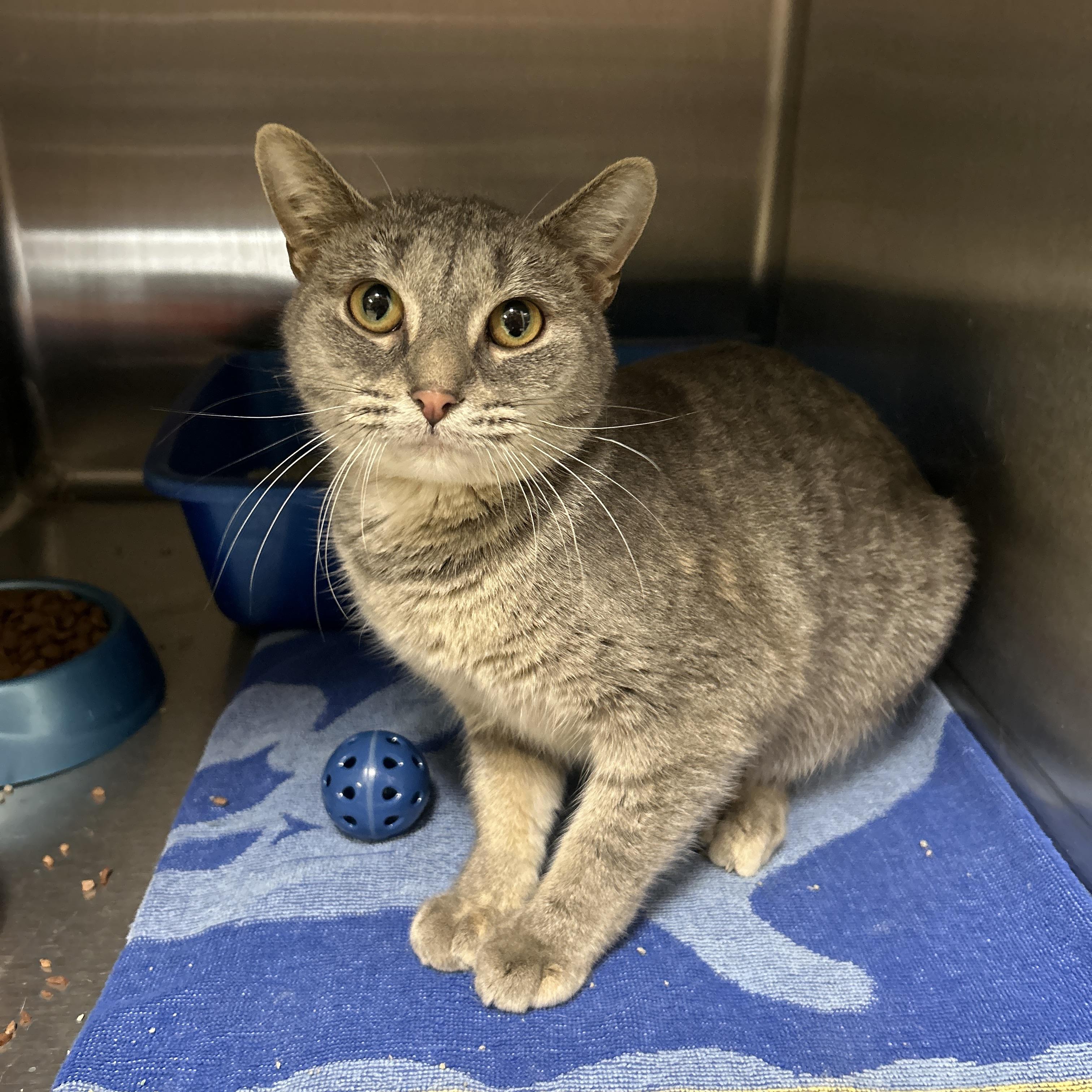 Tiramisu , adopted, Adult Female Domestic Short Hair.