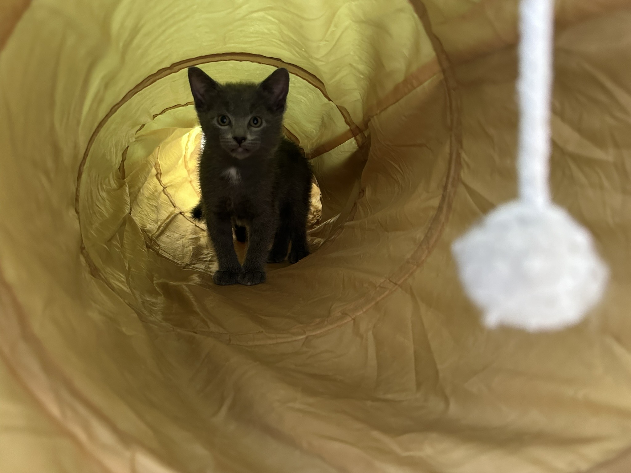 Marshmallow, Adopted, Kitten Male Domestic Short Hair & Russian Blue.