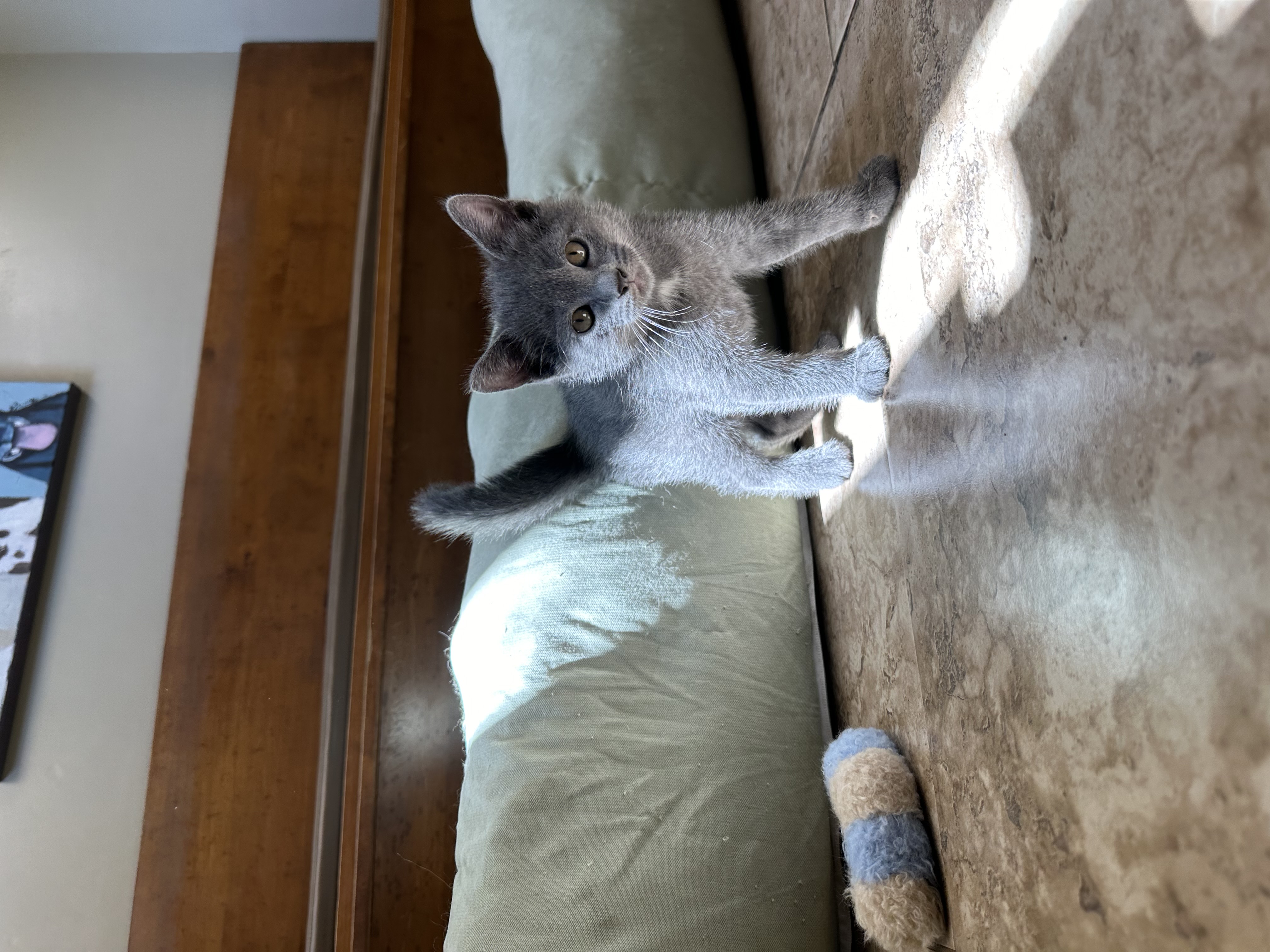 Enlarge Marshmallow, a Adopted mixed breed in Westwood, KS image 2/4