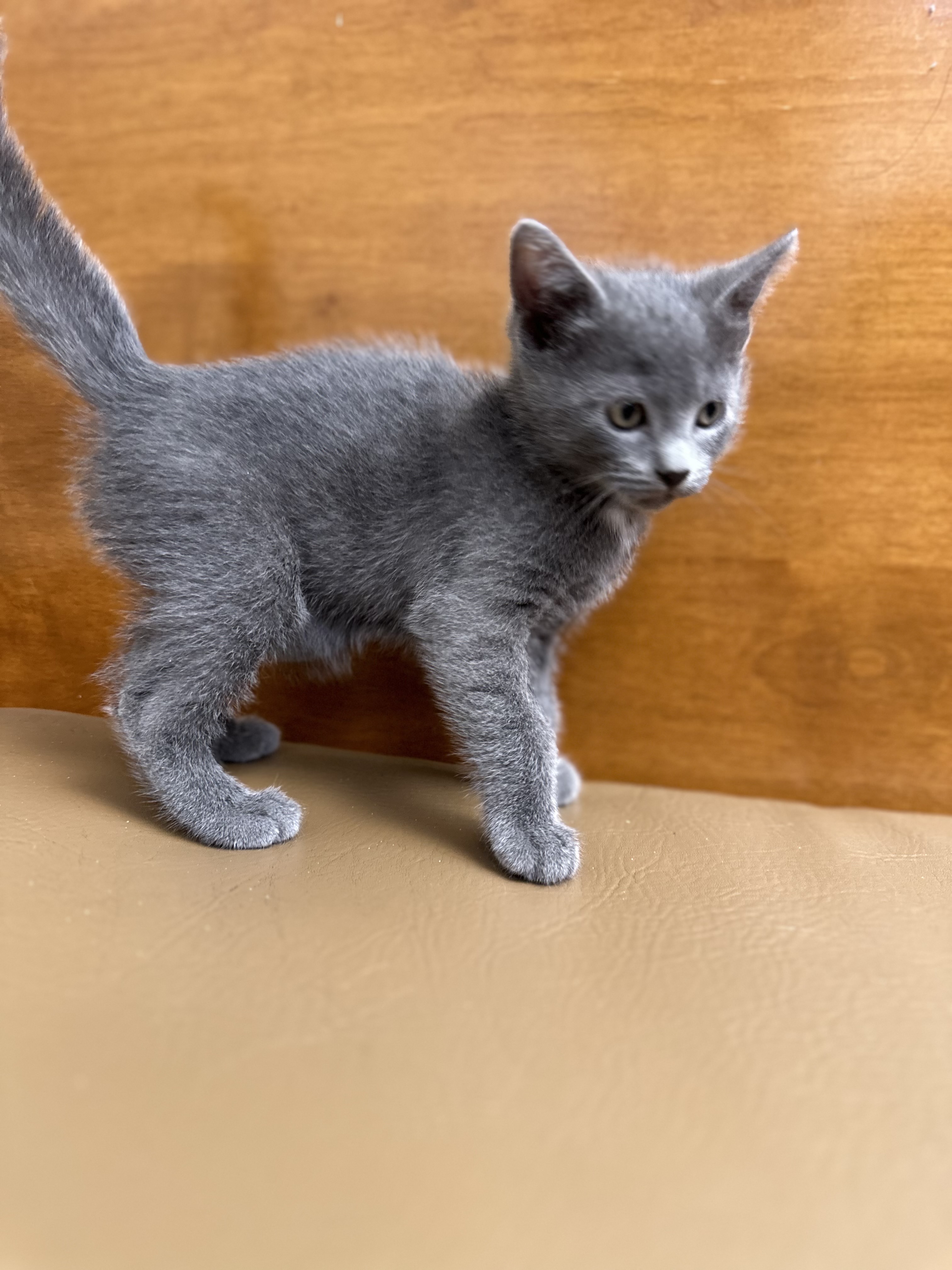 Enlarge Marshmallow, a Adopted mixed breed in Westwood, KS image 3/4