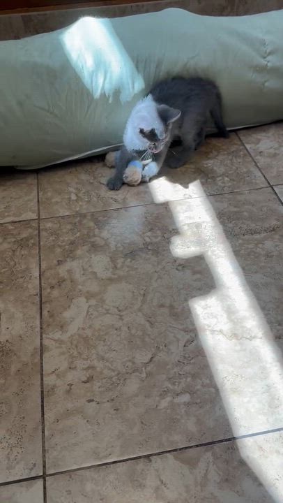 Enlarge Marshmallow, a Adopted mixed breed in Westwood, KS video 4/4