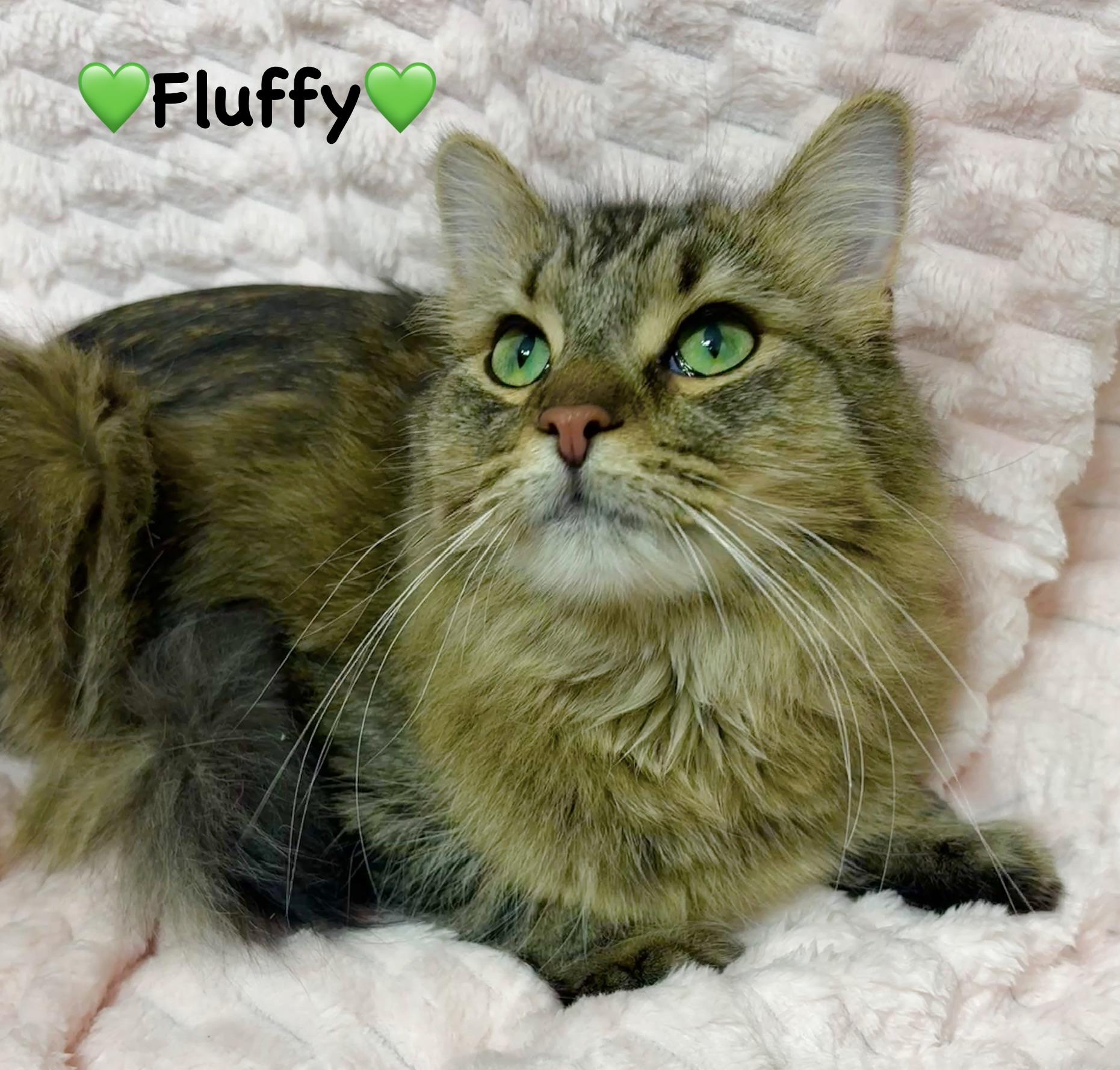 Fluffy, ADOPTABLE, Young Female Tabby.