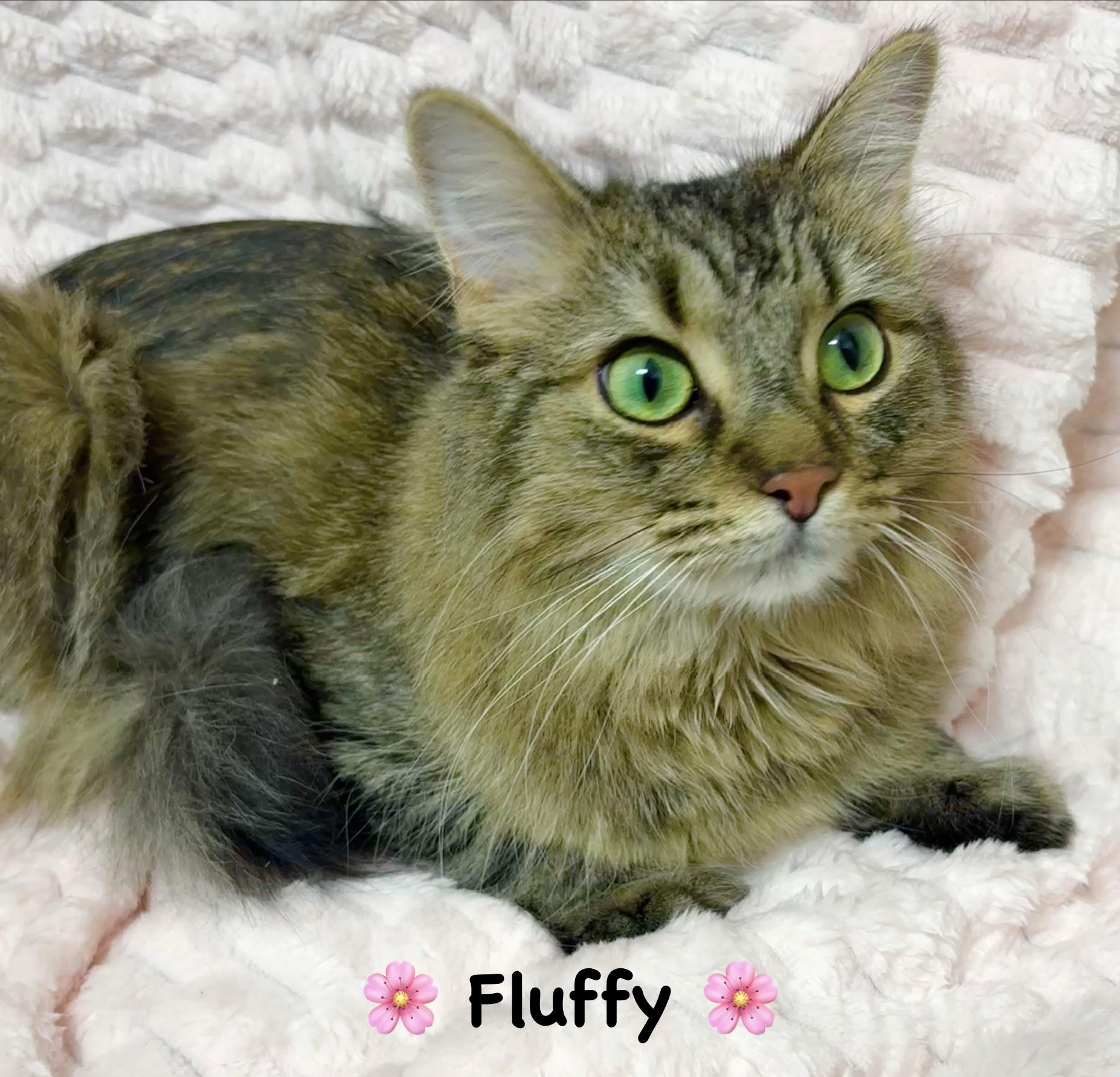 Enlarge Fluffy, a ADOPTABLE Tabby in Copley, OH image 2/2