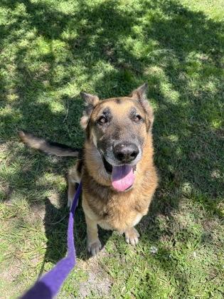 Renzo, Adoptable, Adult Male German Shepherd Dog & Mixed Breed.