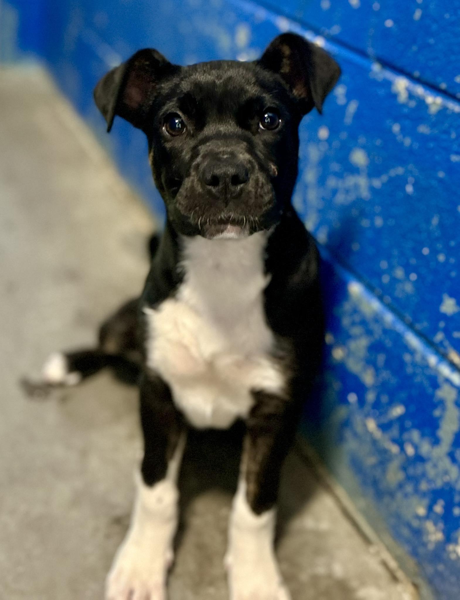 Enlarge Gracie (Pre-Adoption), a Adoptable Terrier in Clarkesville, GA image 1/1