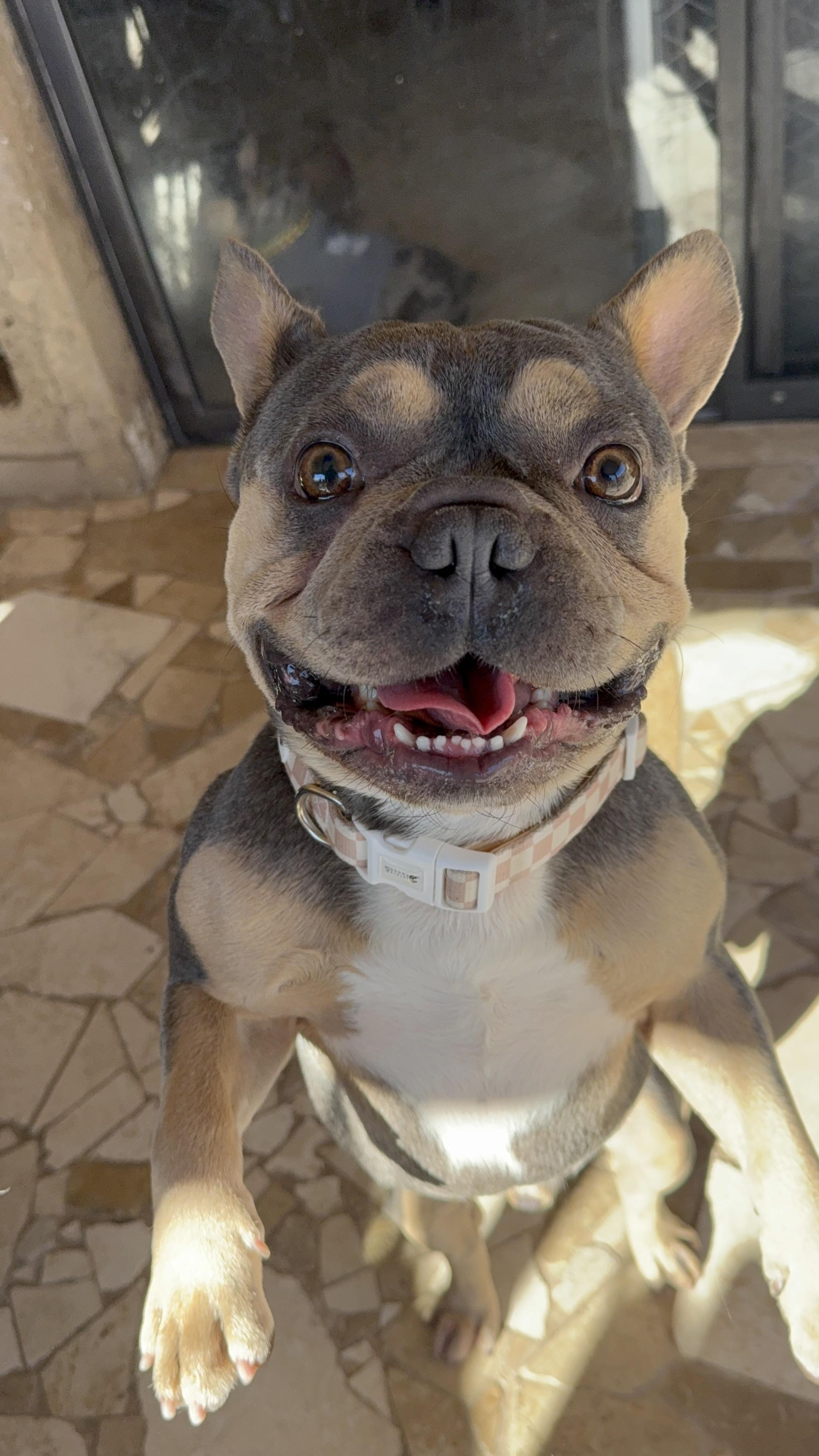 Cam, a Adopted French Bulldog in Mesa, AZ image 1/6