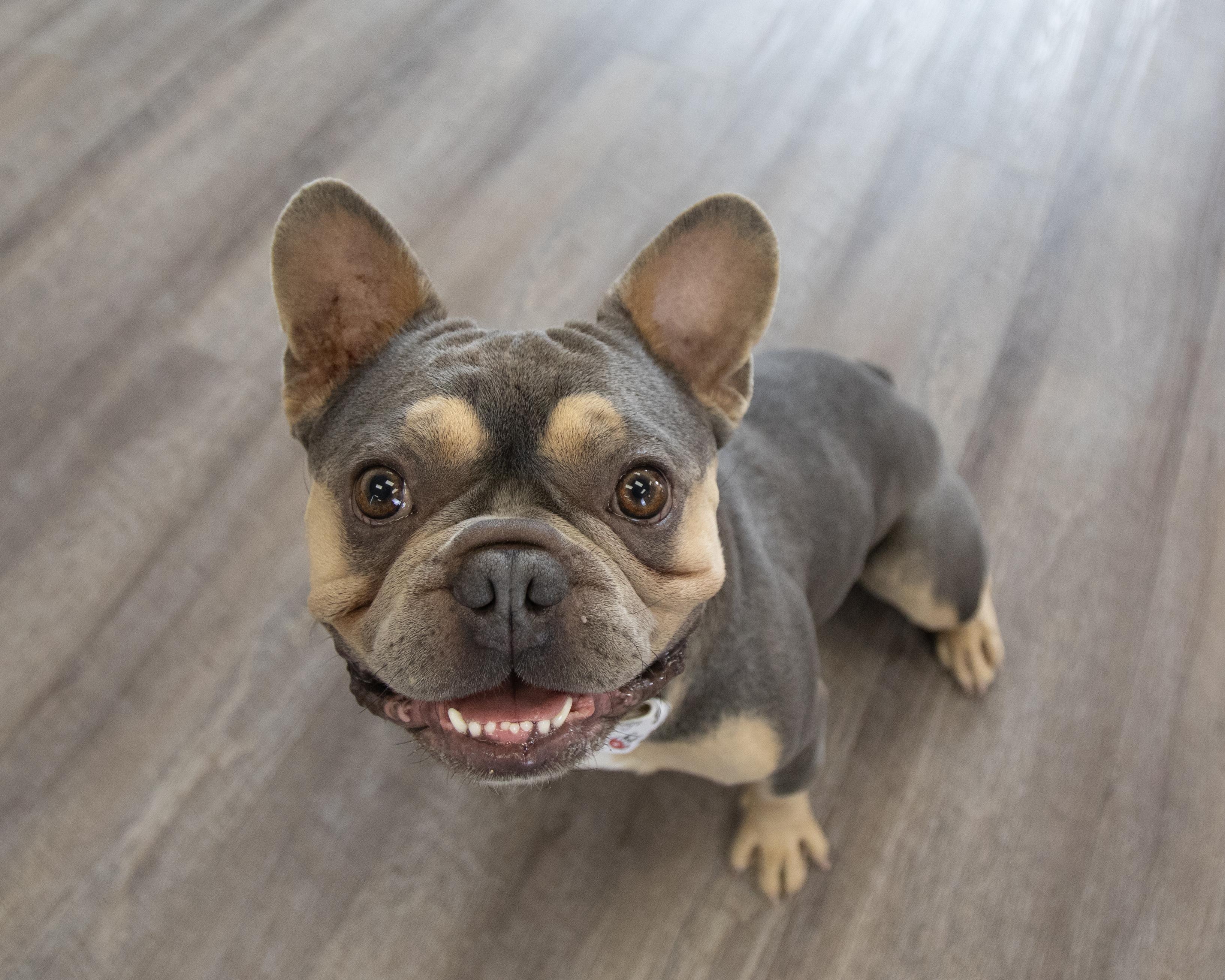 Cam, a Adopted French Bulldog in Mesa, AZ image 2/6