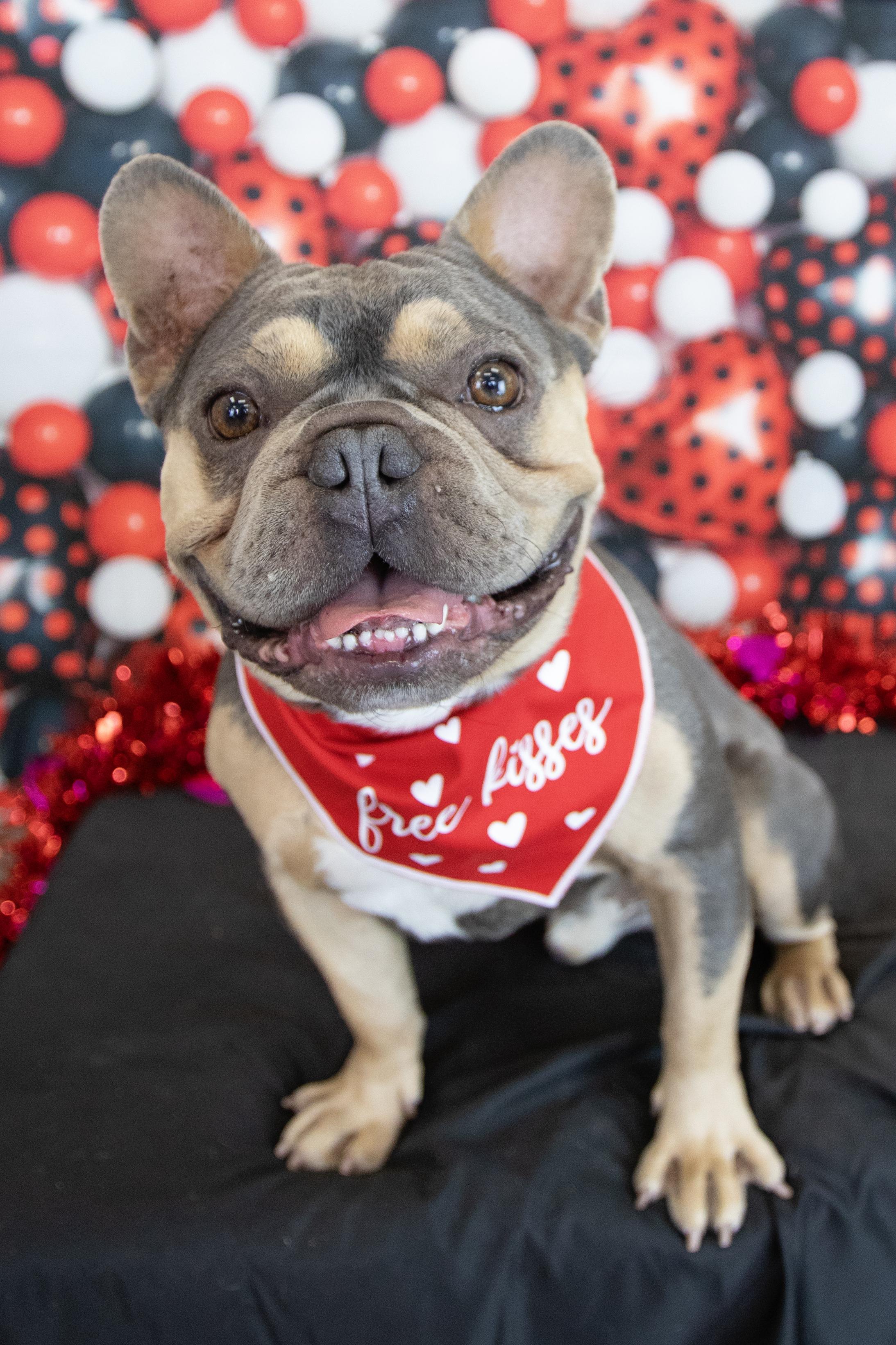 Cam, a Adopted French Bulldog in Mesa, AZ image 3/6
