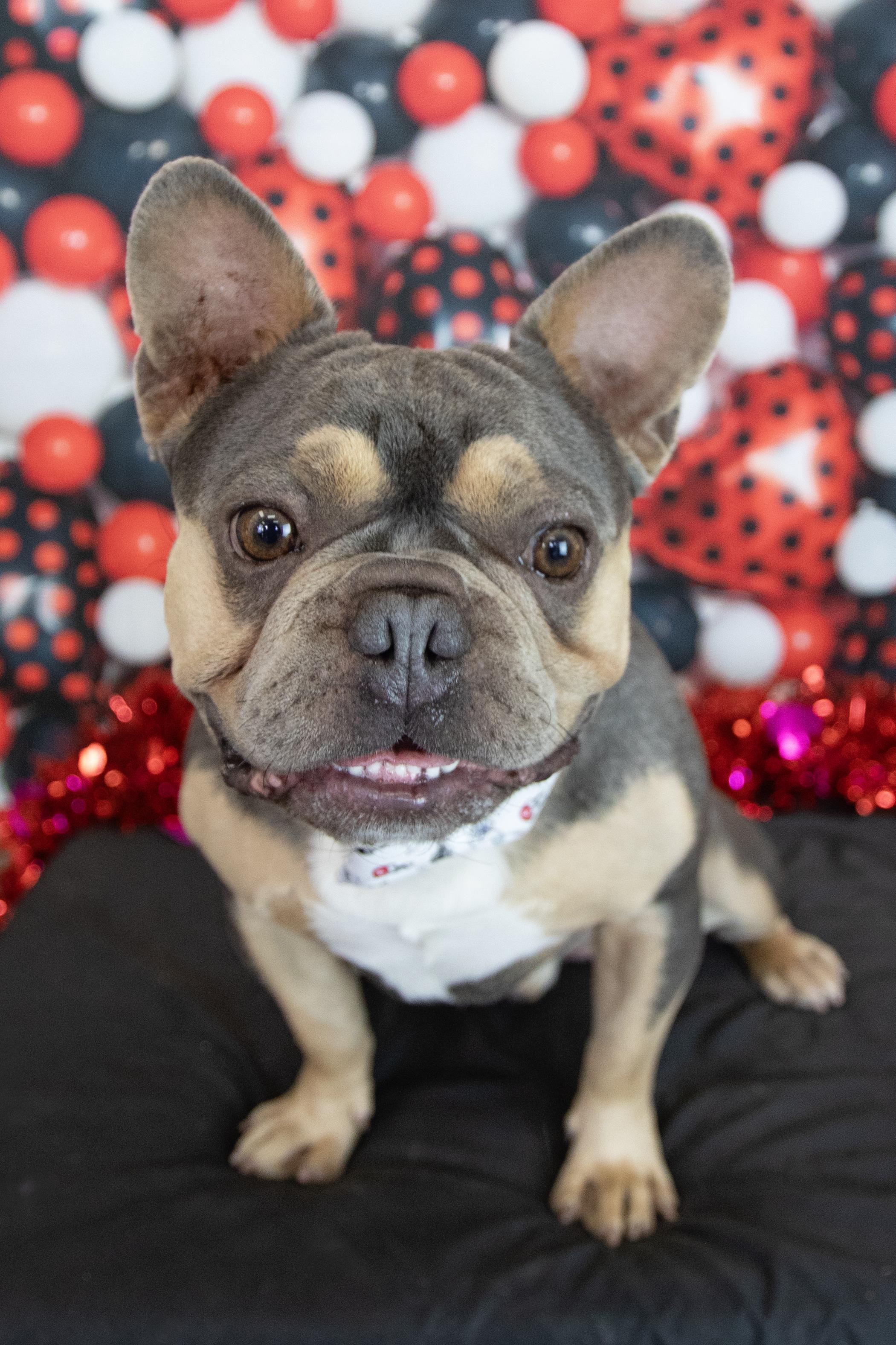 Cam, a Adopted French Bulldog in Mesa, AZ image 5/6