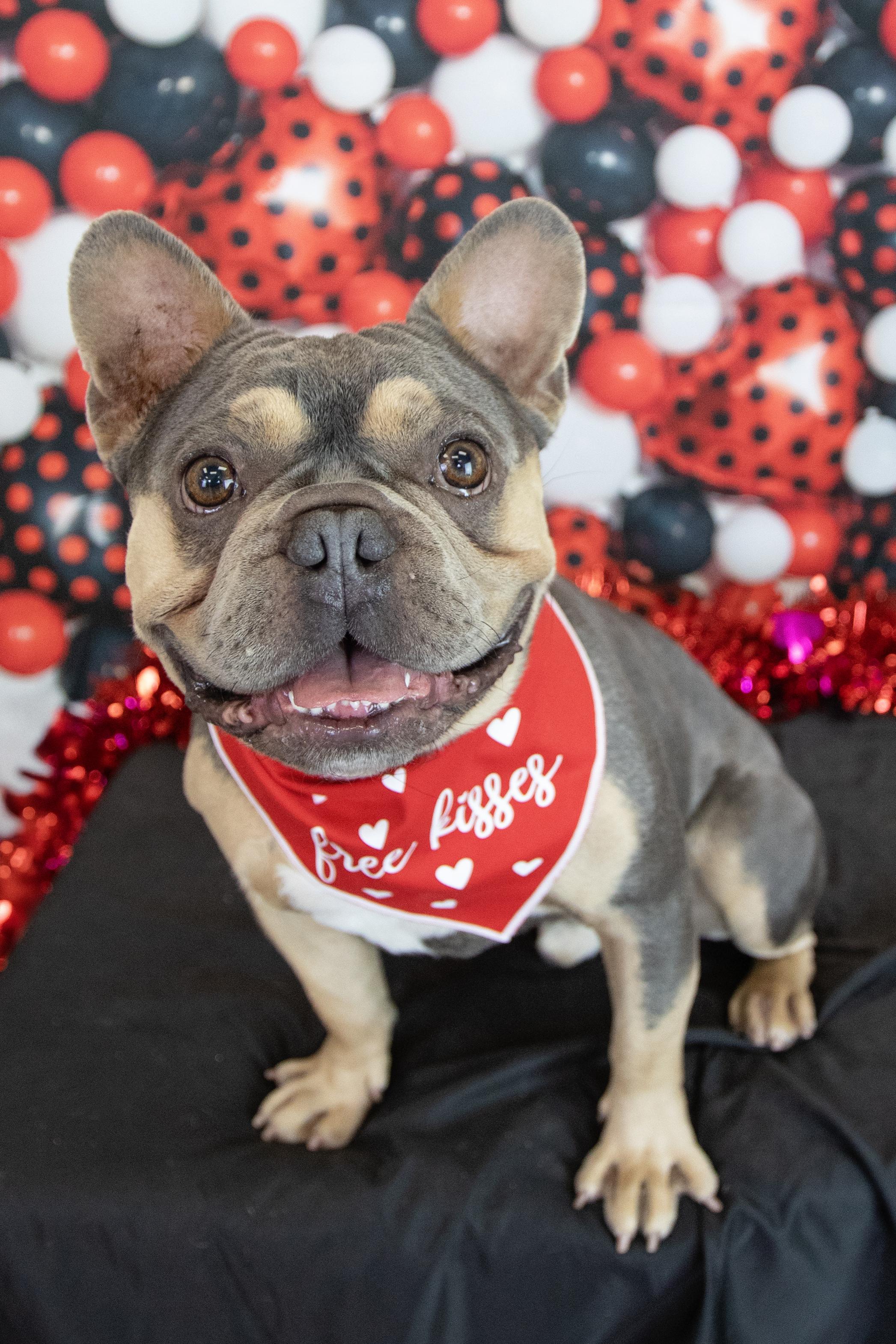 Cam, a Adopted French Bulldog in Mesa, AZ image 6/6