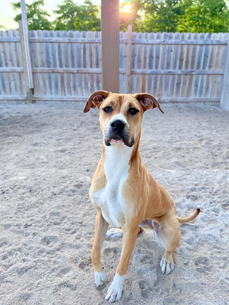 Enlarge Roxanne, a Adoptable mixed breed in Muskegon, MI image 1/3