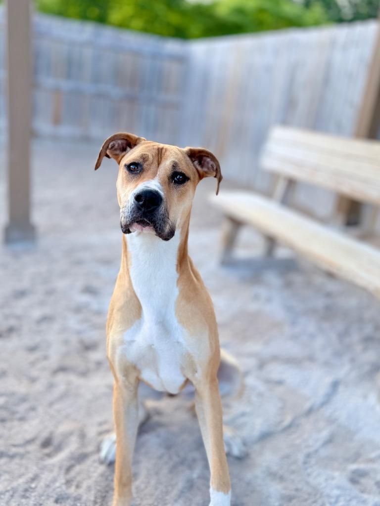 Enlarge Roxanne, a Adoptable mixed breed in Muskegon, MI image 2/3