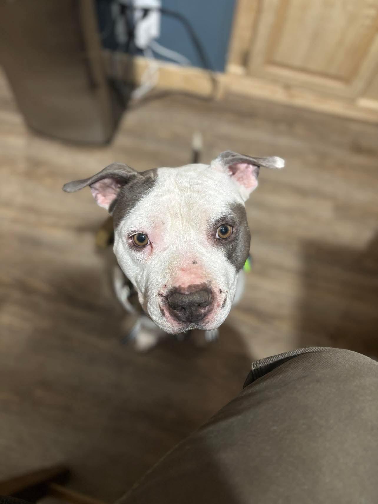 Roudy, a Adoptable Mixed Breed in Vassalboro, ME image 2/3
