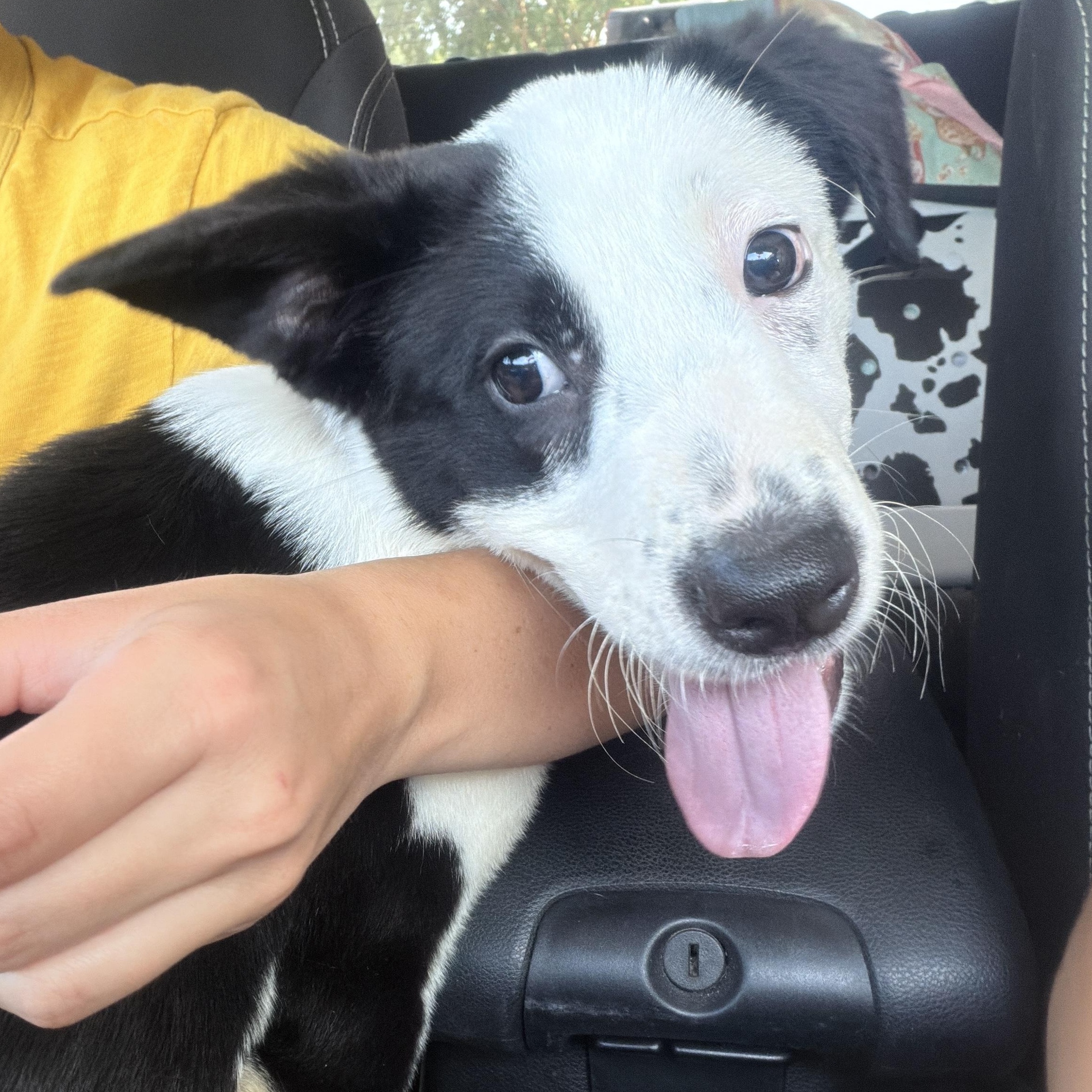Snoopy, Adopted, Puppy Male Mixed Breed.