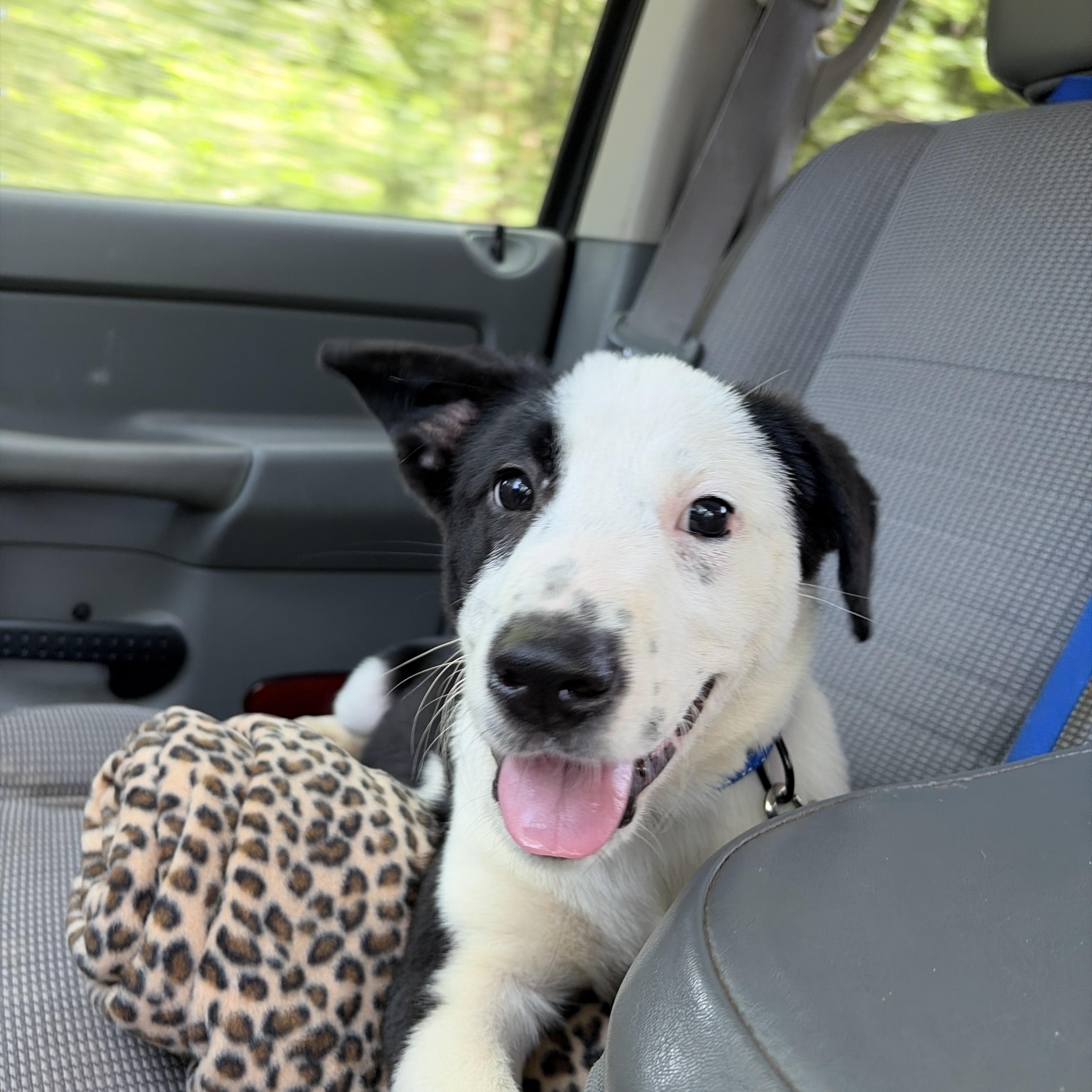 Enlarge Snoopy, a Adopted Mixed Breed in Ruston, LA image 2/3
