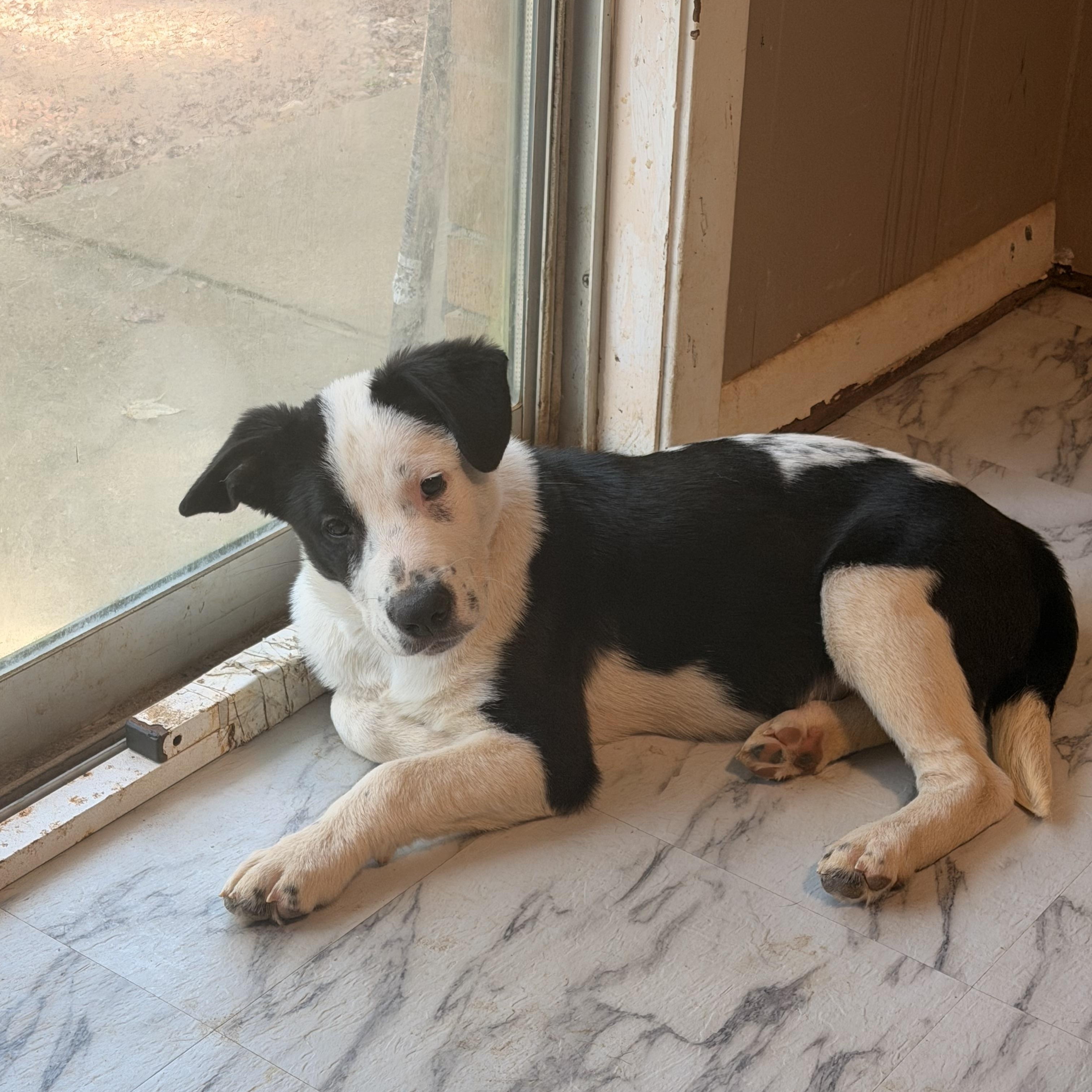 Enlarge Snoopy, a Adopted Mixed Breed in Ruston, LA image 3/3